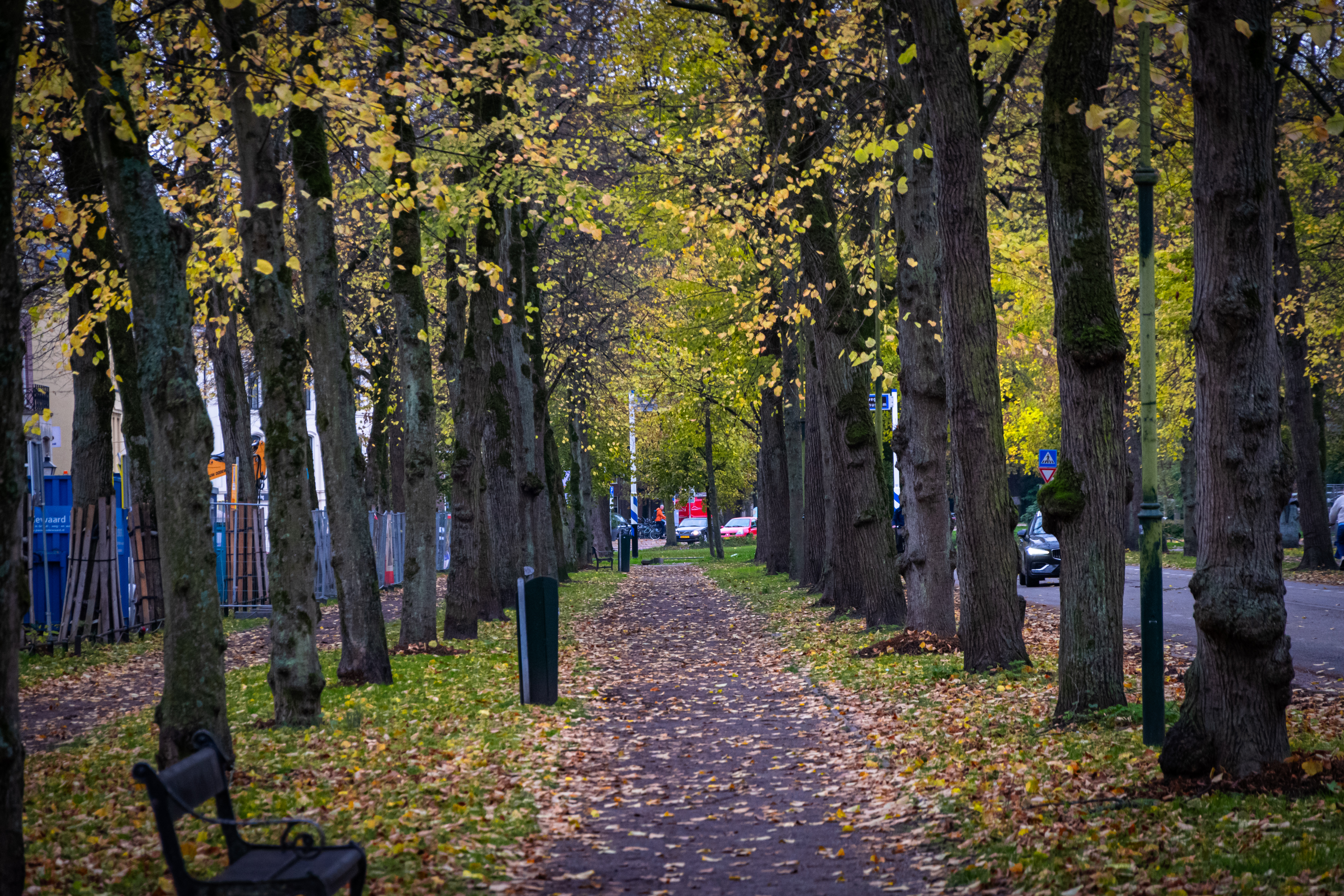 sidewalk lined with trees on both sides and there's a lot of leaves on it