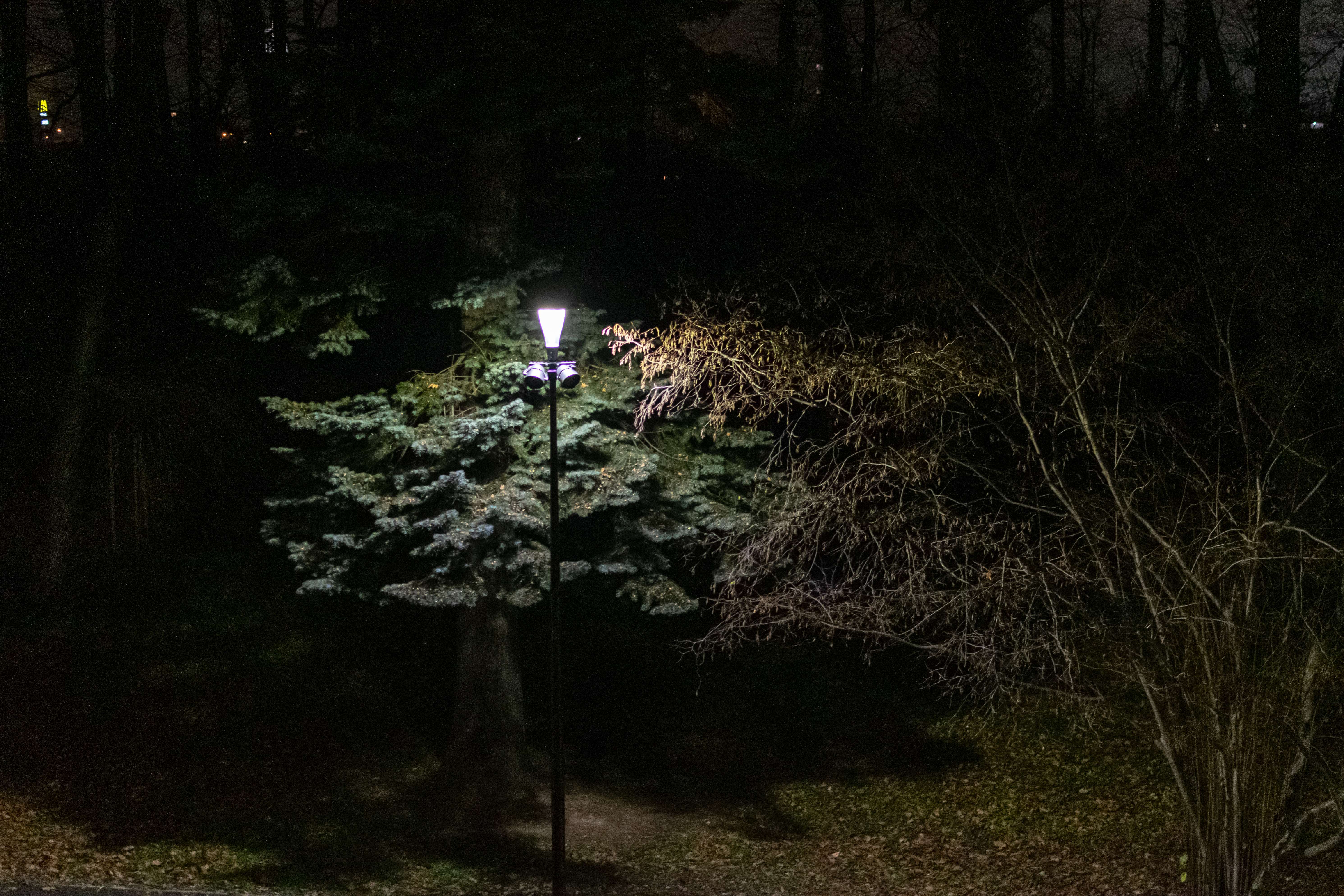 tree leaves behind a park light