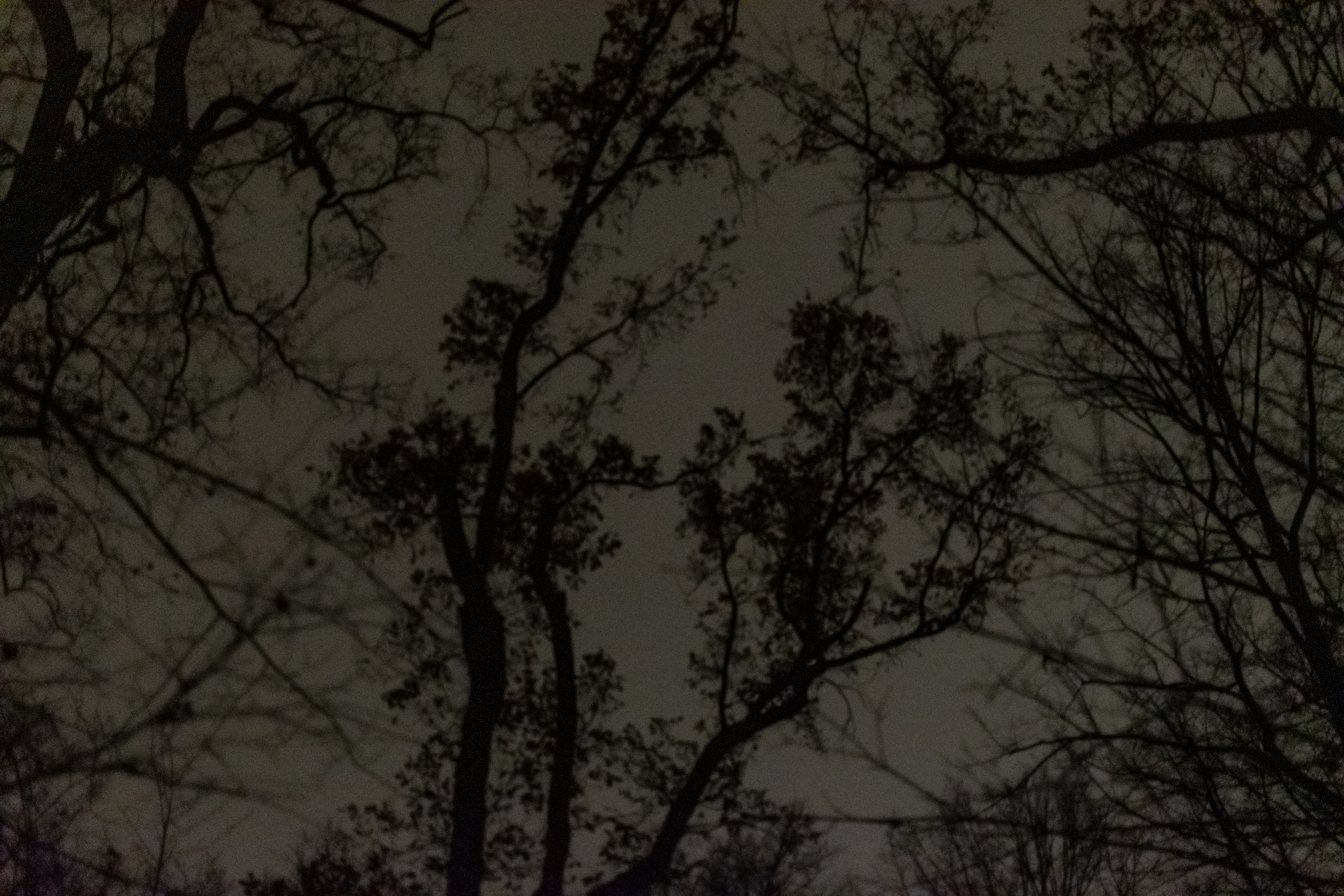 sky with various trees visible on it