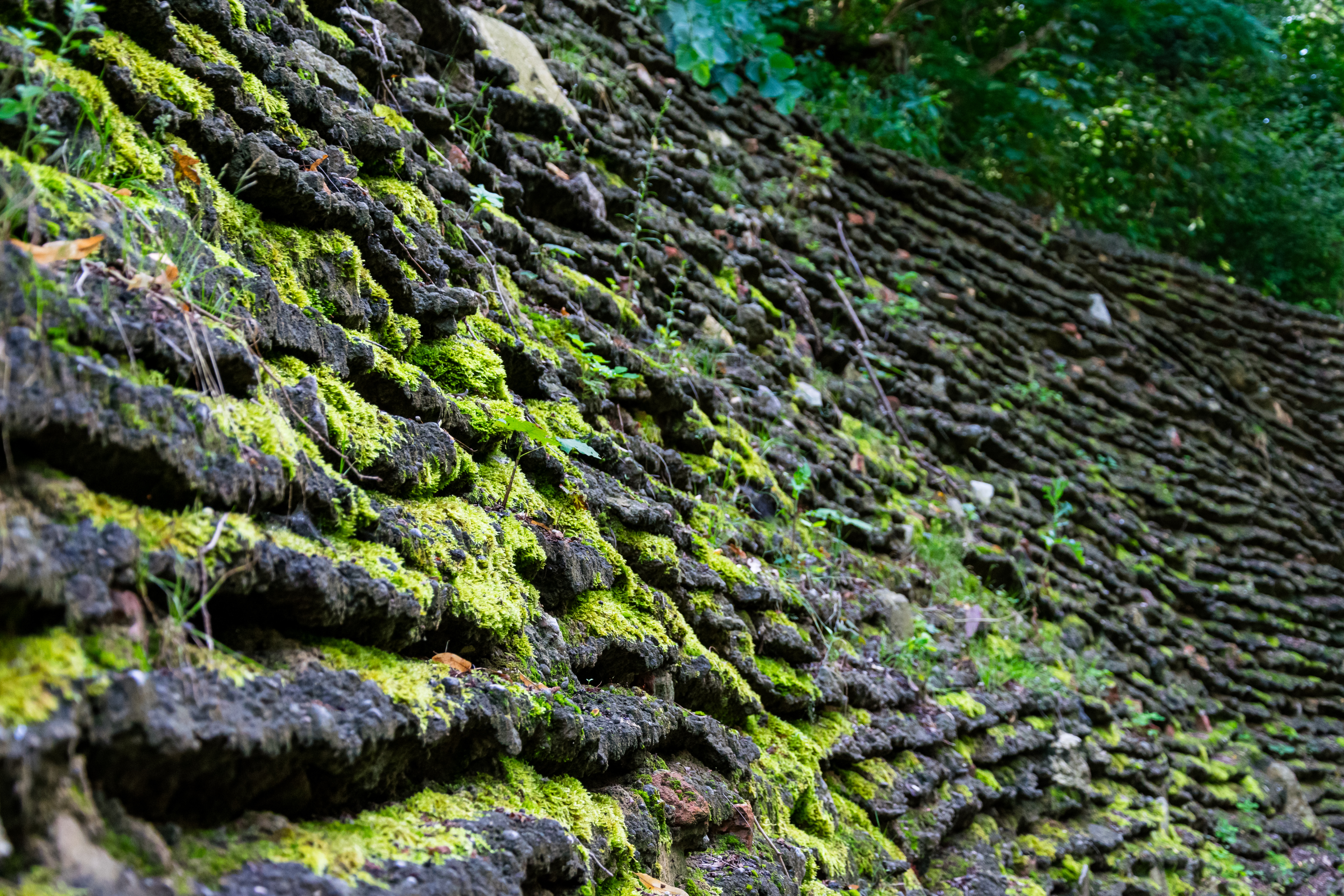 stones with a bunch of lichen on it