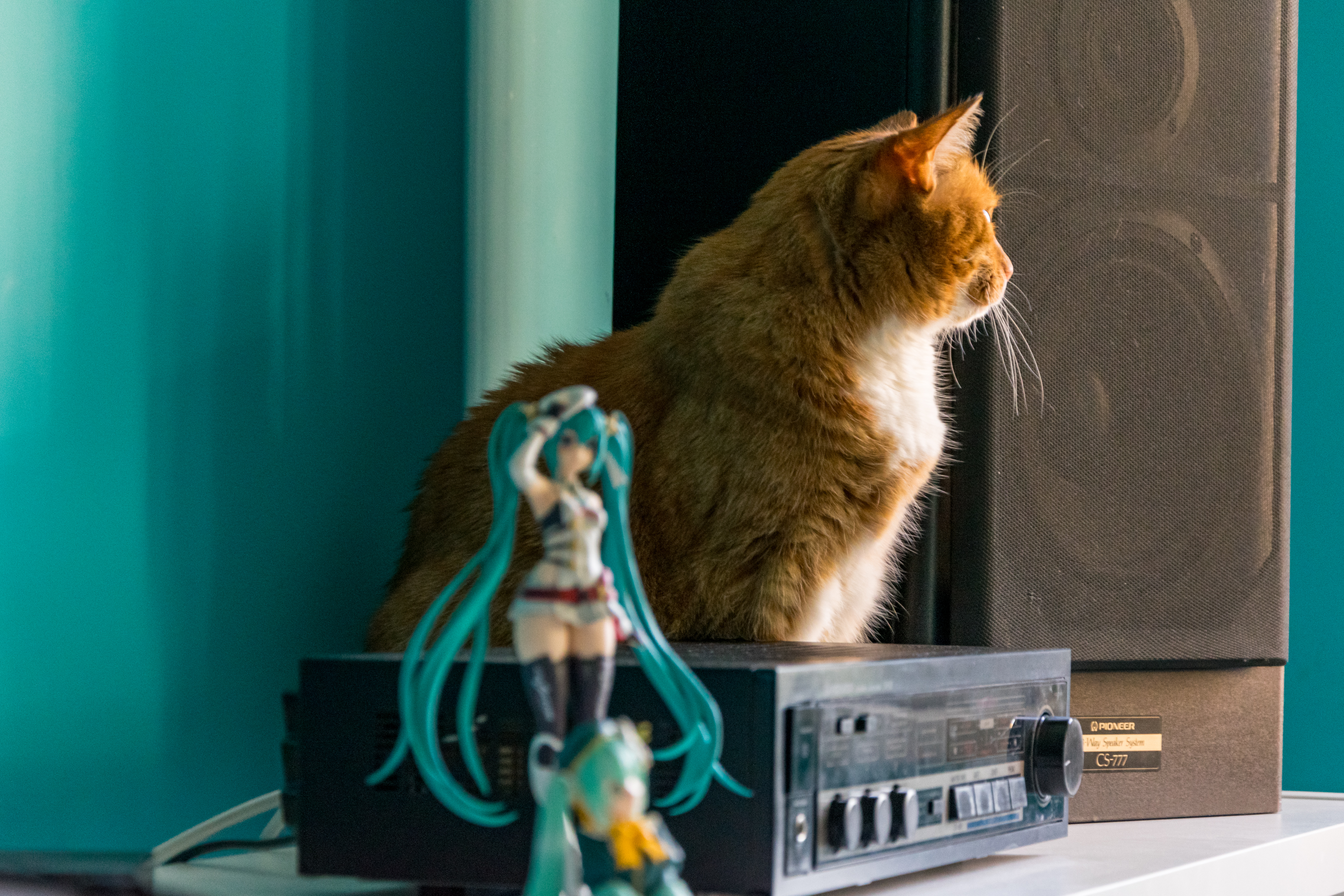 cat sitting between an amplifier and a speaker