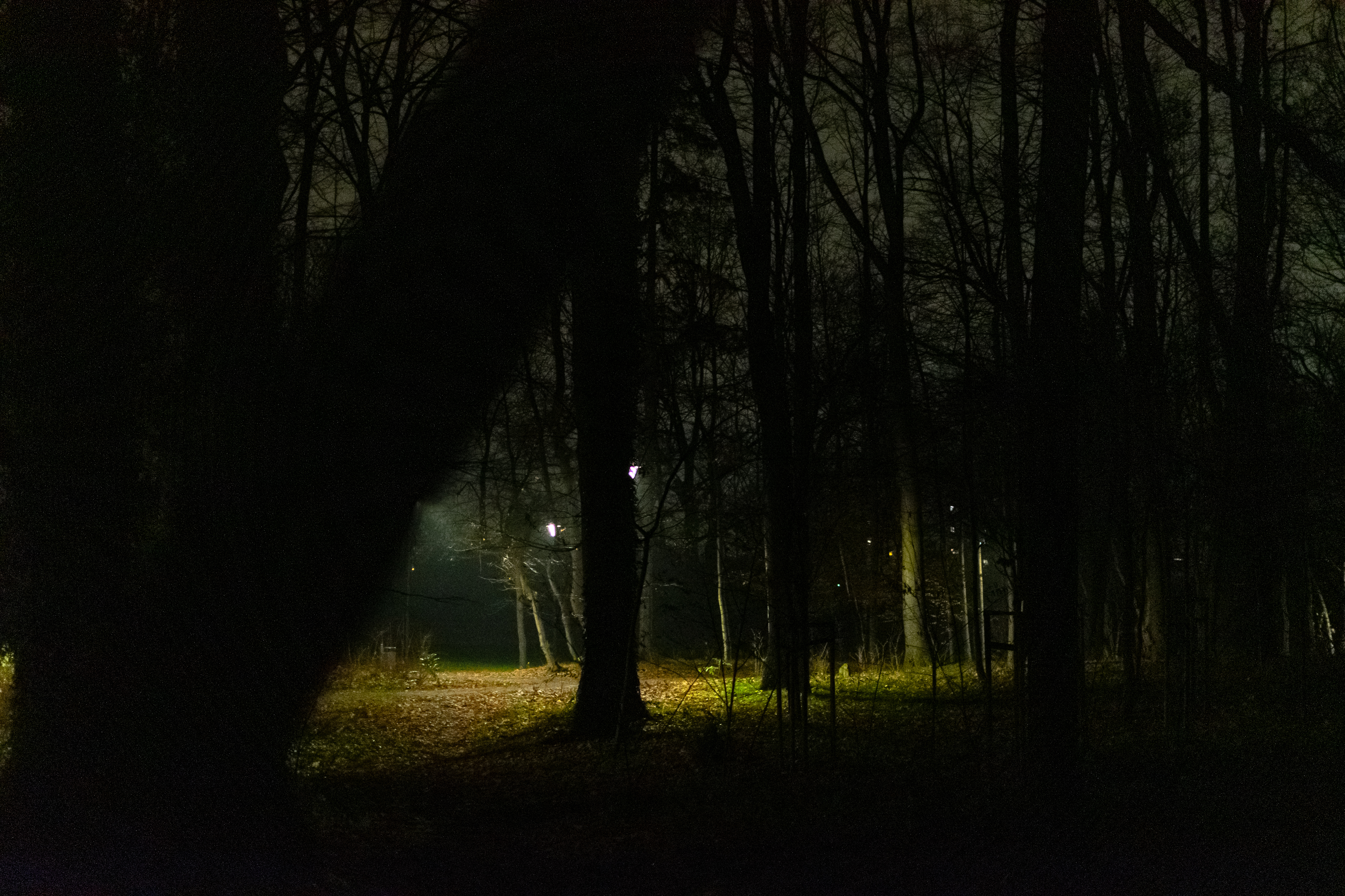 another walking path visible through dark trees