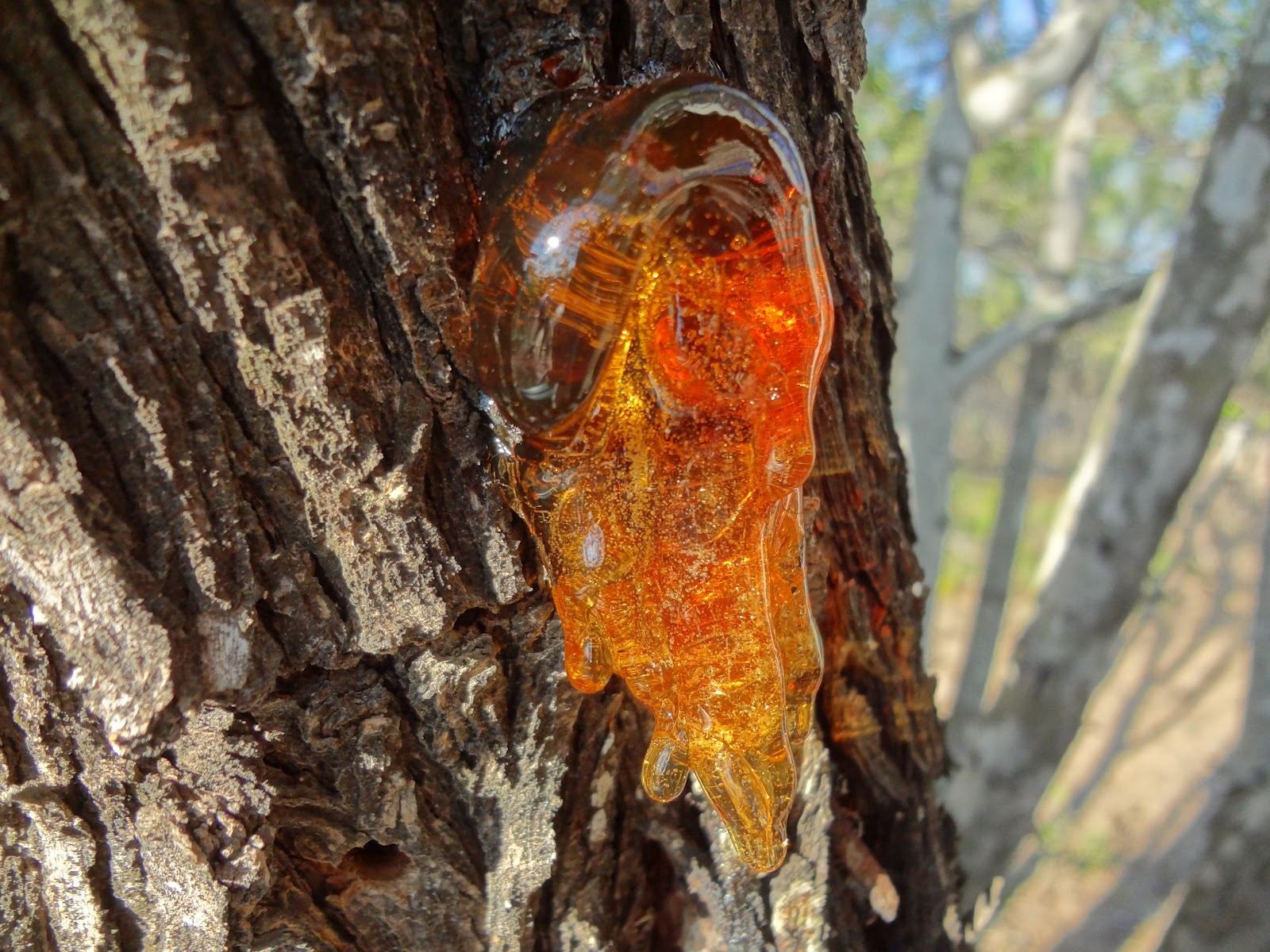 gooey orange liquid (or liquid-ish material) on a tree