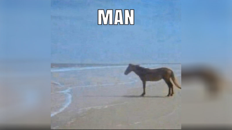 a horse on a beach staring at the water, accompanied by the caption "MAN."