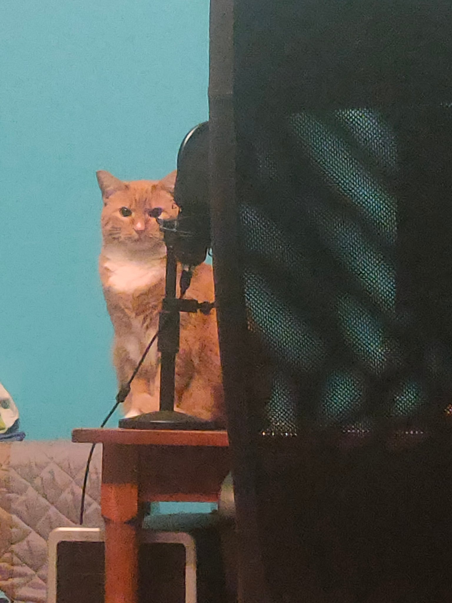 Orange cat sitting on a table, behind a microphone stand, and is looking straight into camera