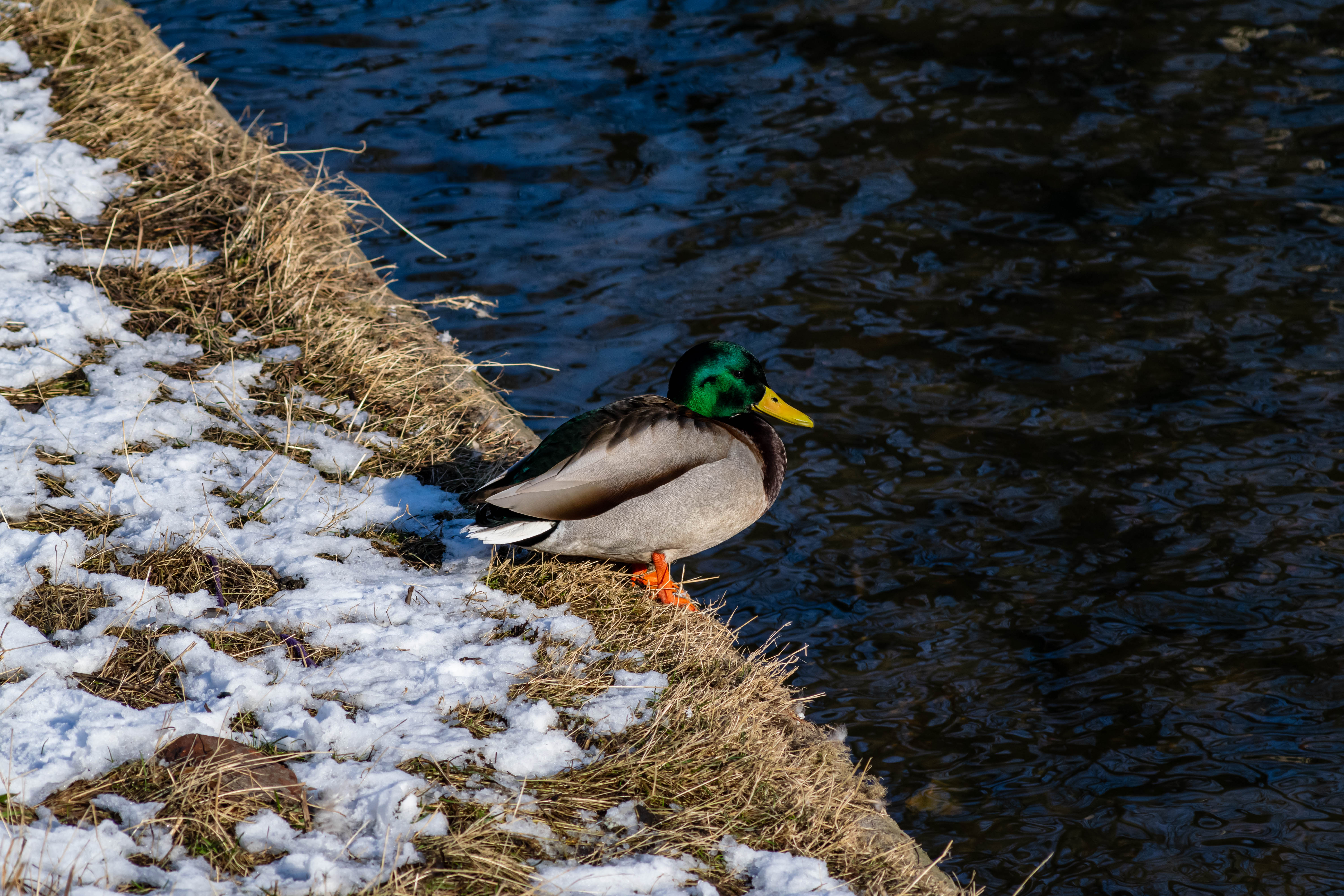 duck standing near the river and looking into it