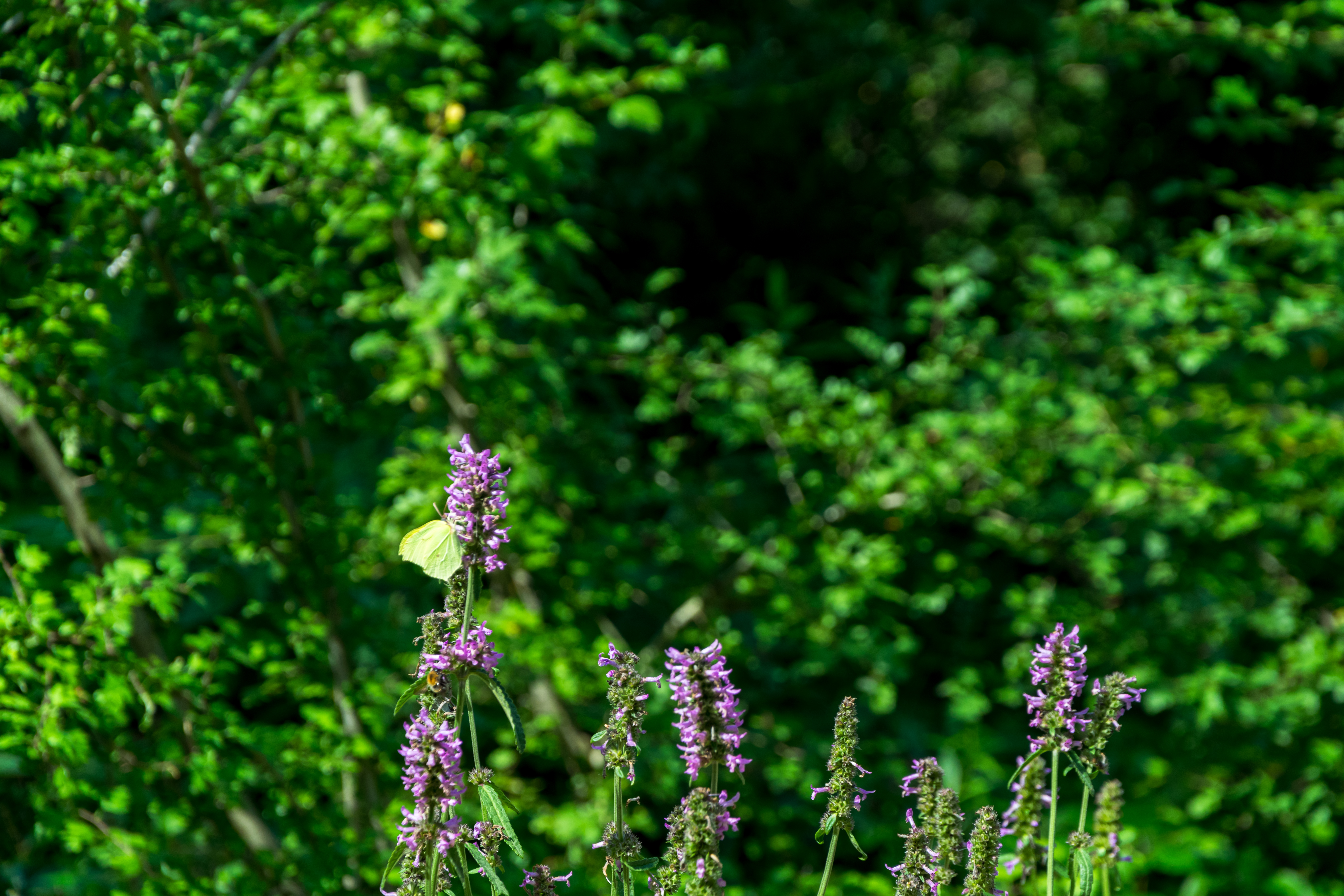 butterfly on a flower