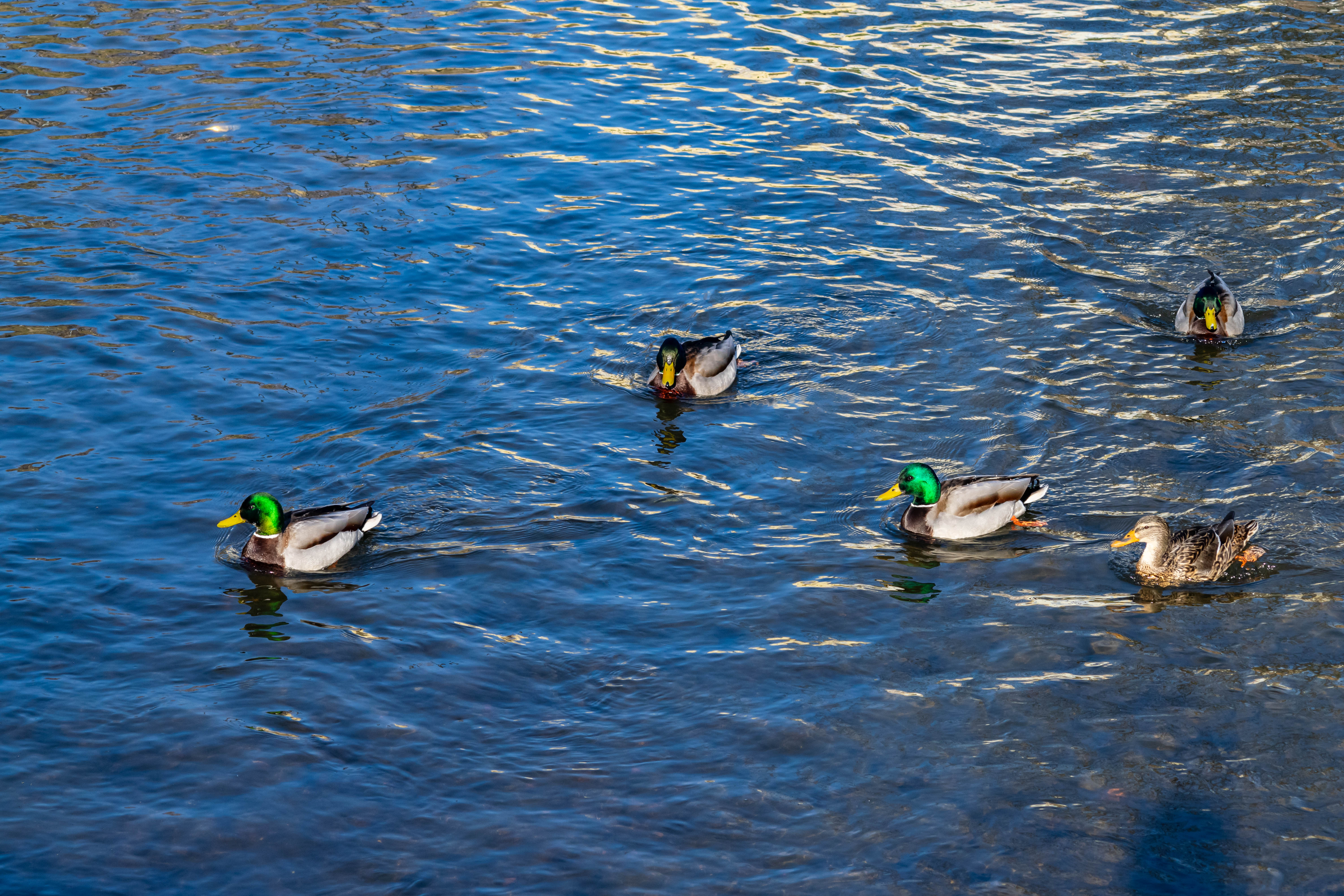five ducks swimming in the river