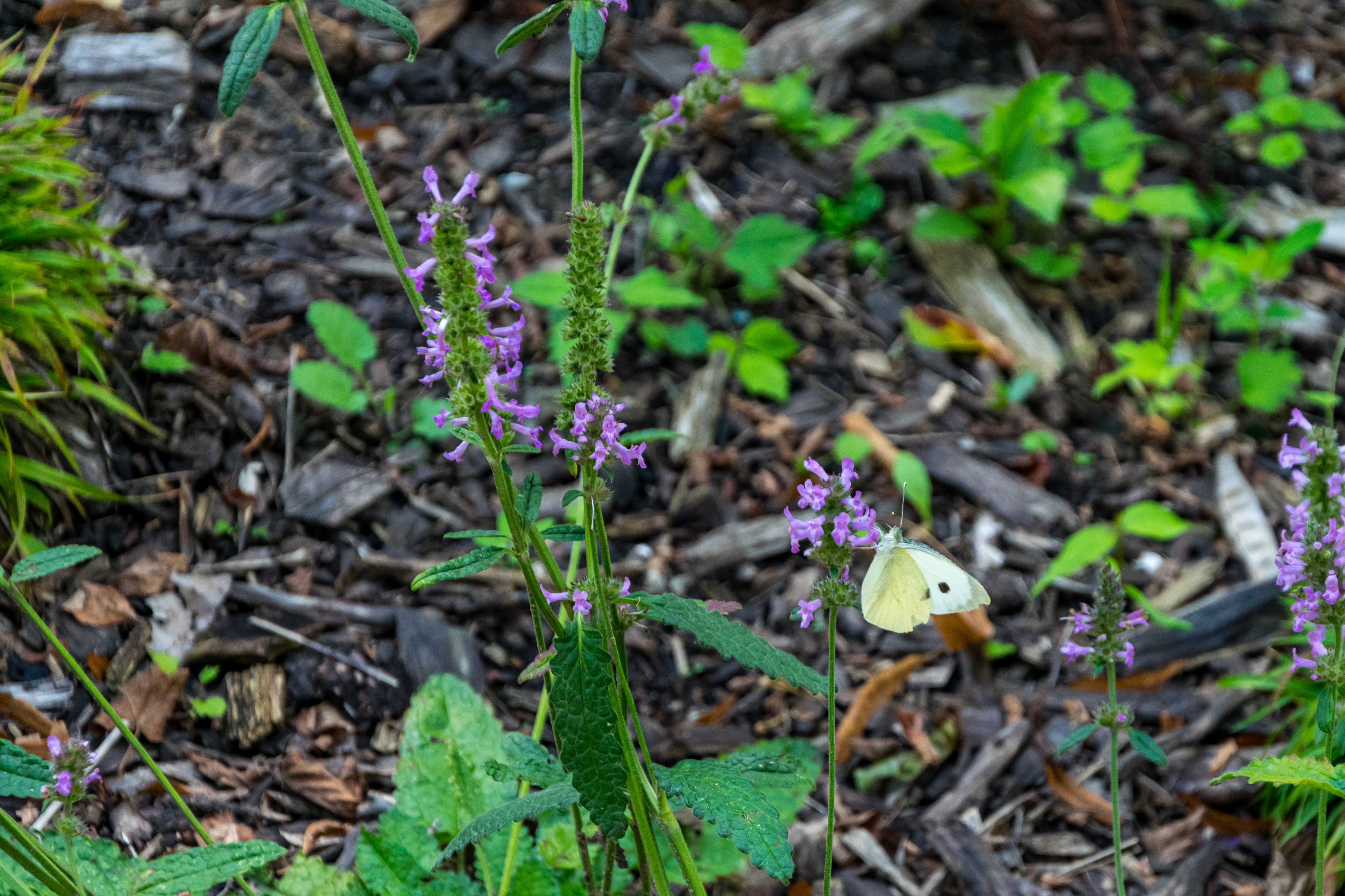 yellow butterfly on a purple flower