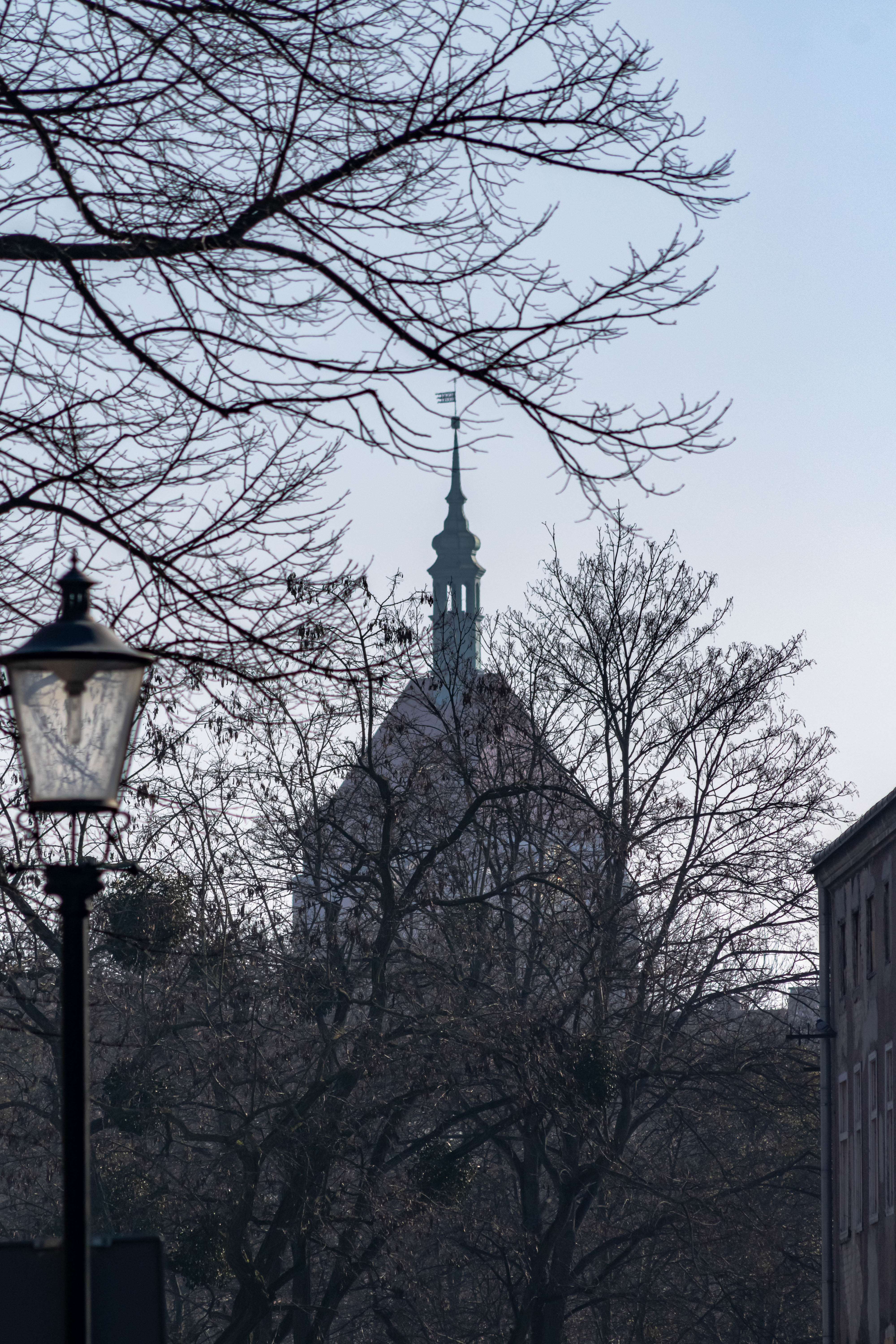 church tower hidden behind tree branches