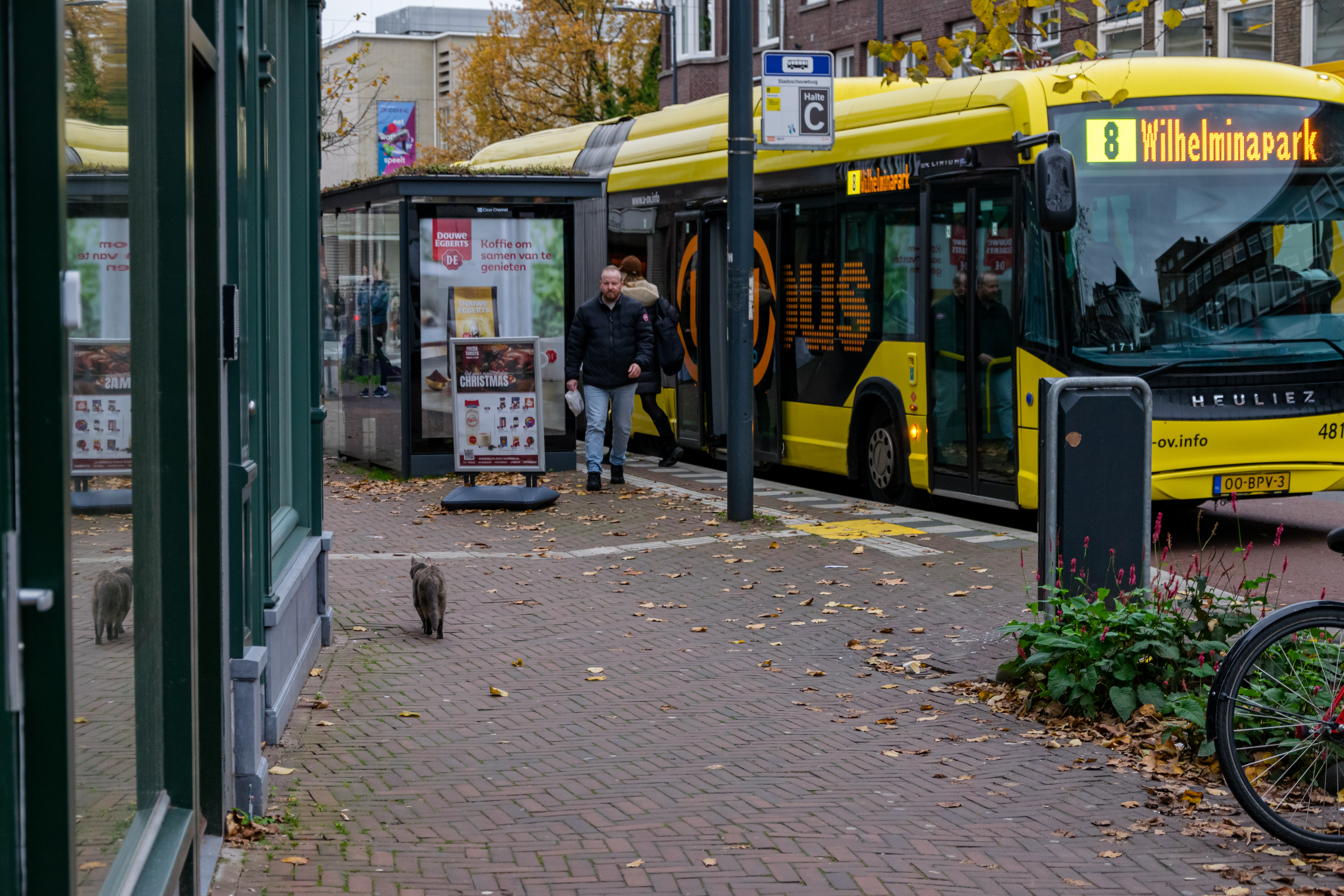 cat next to a yellow bus