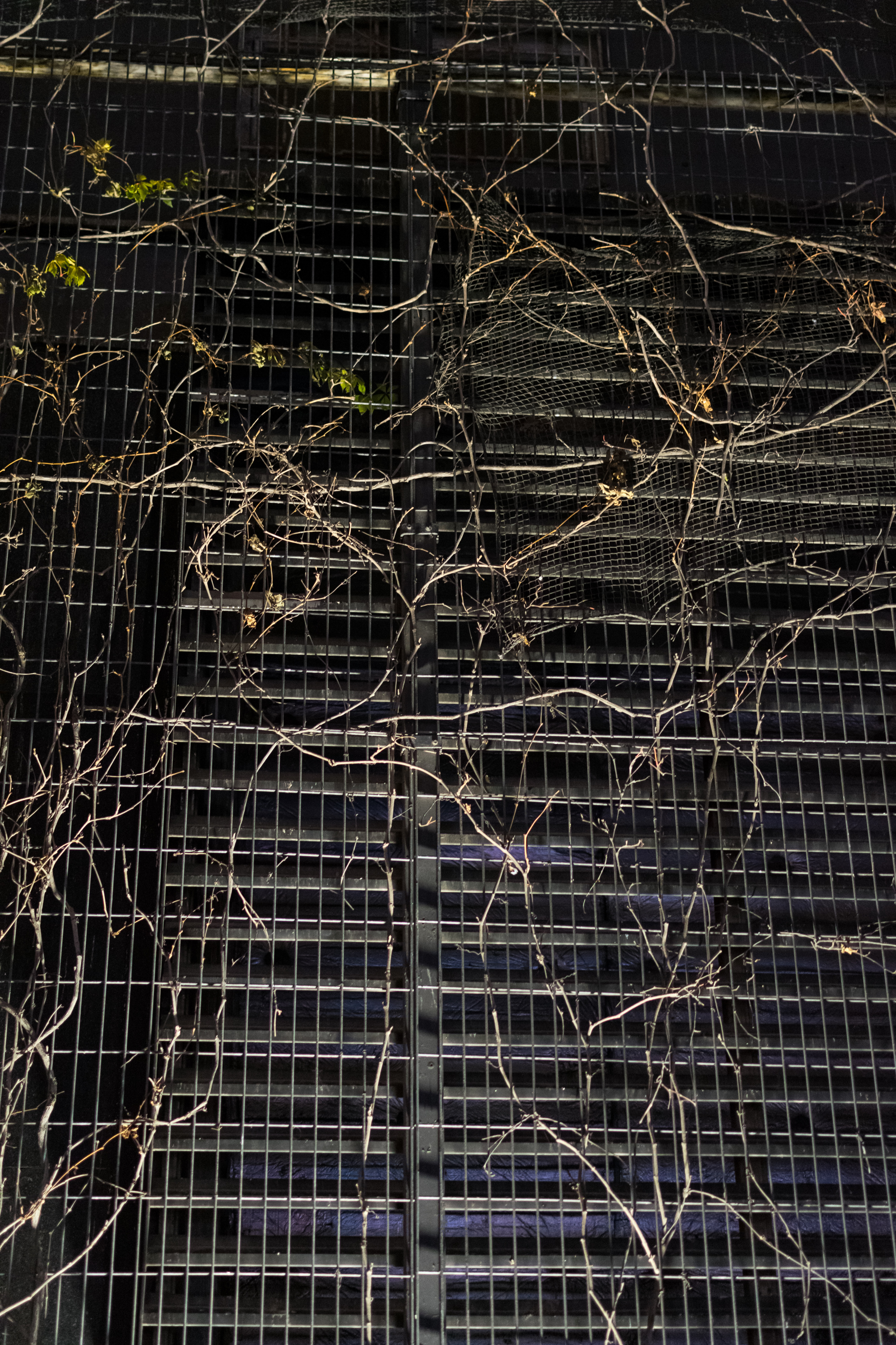 Some vines on a building