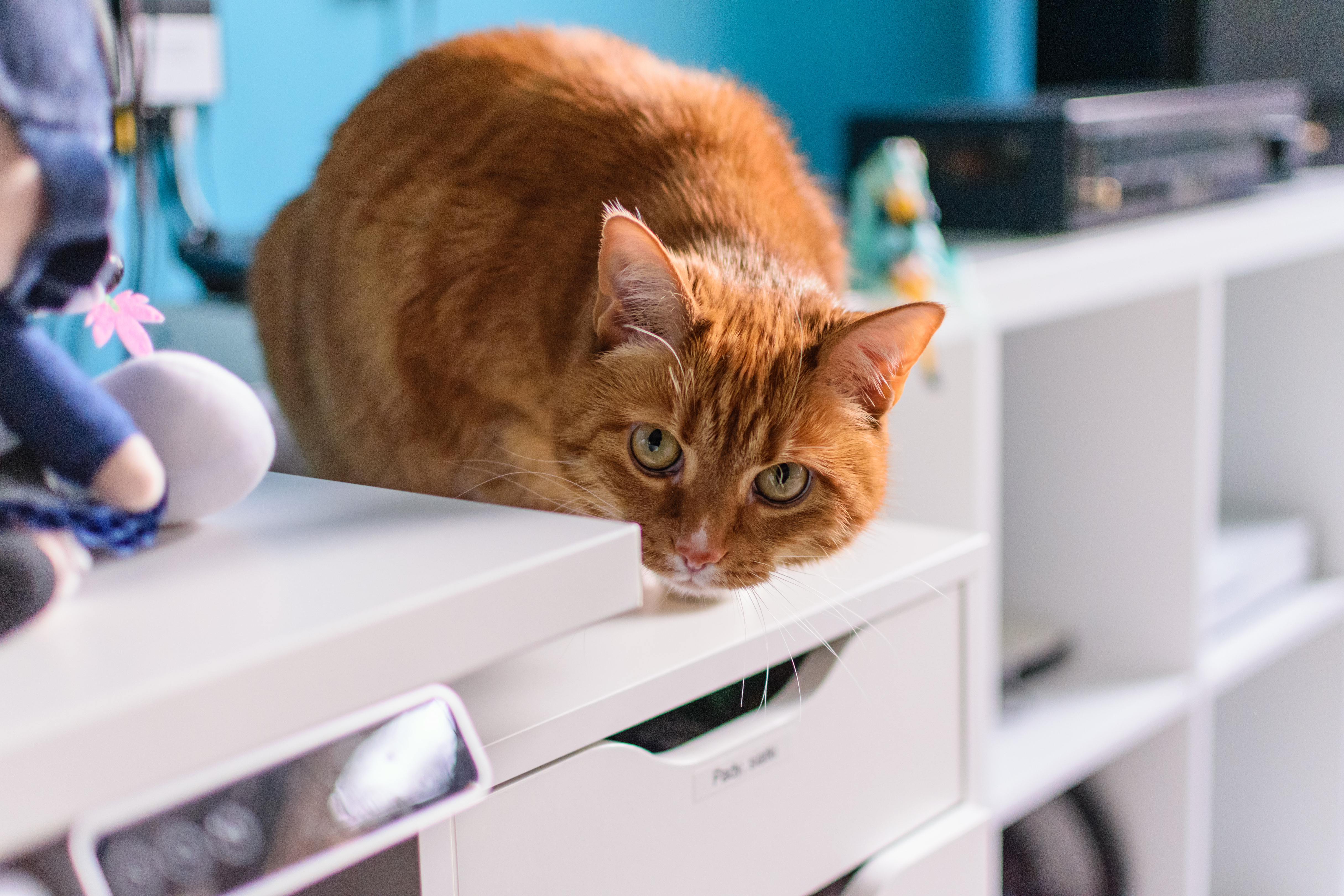 Orange cat sitting on a drawer next to a desk, looking into the camera