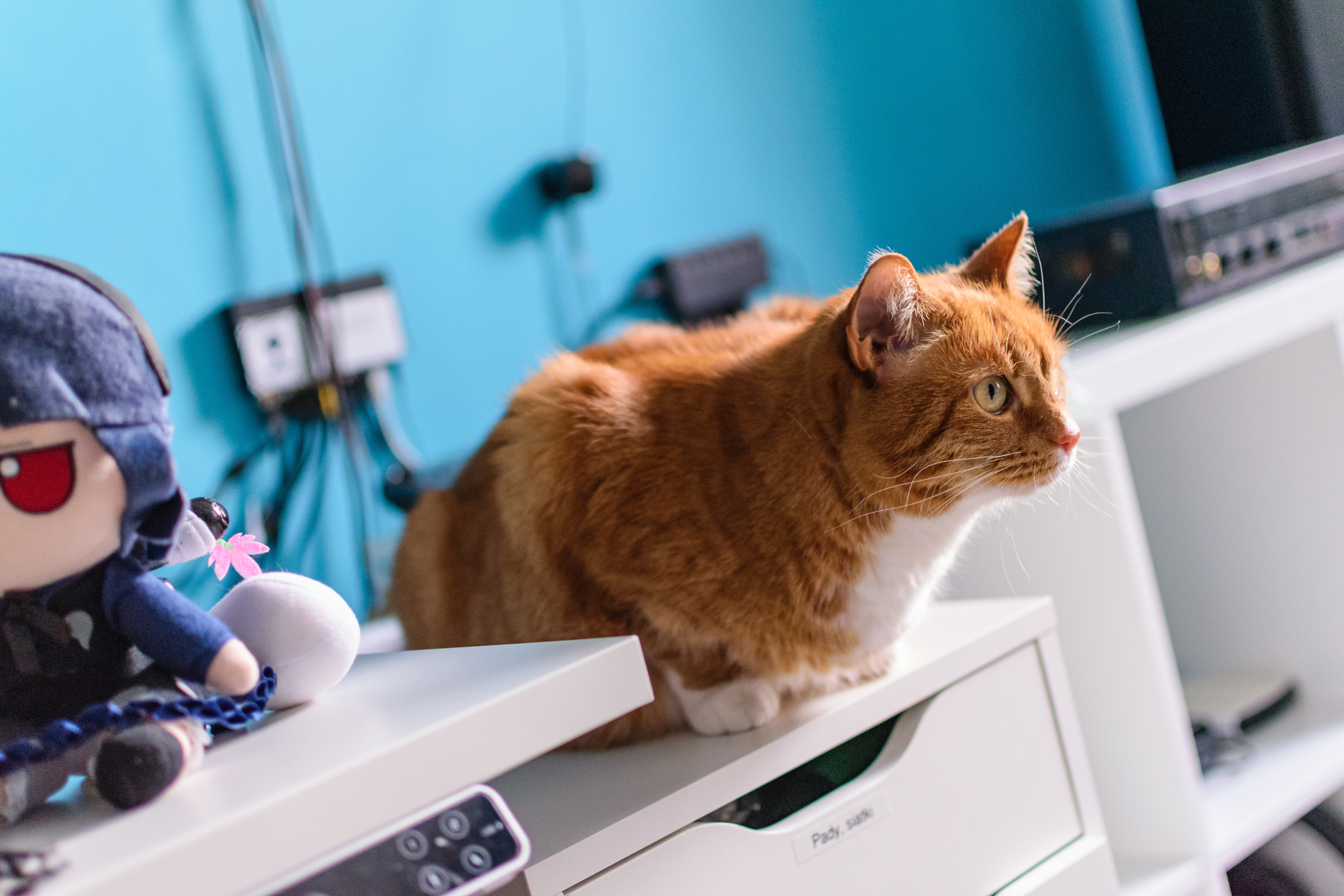 Orange cat getting ready to leap