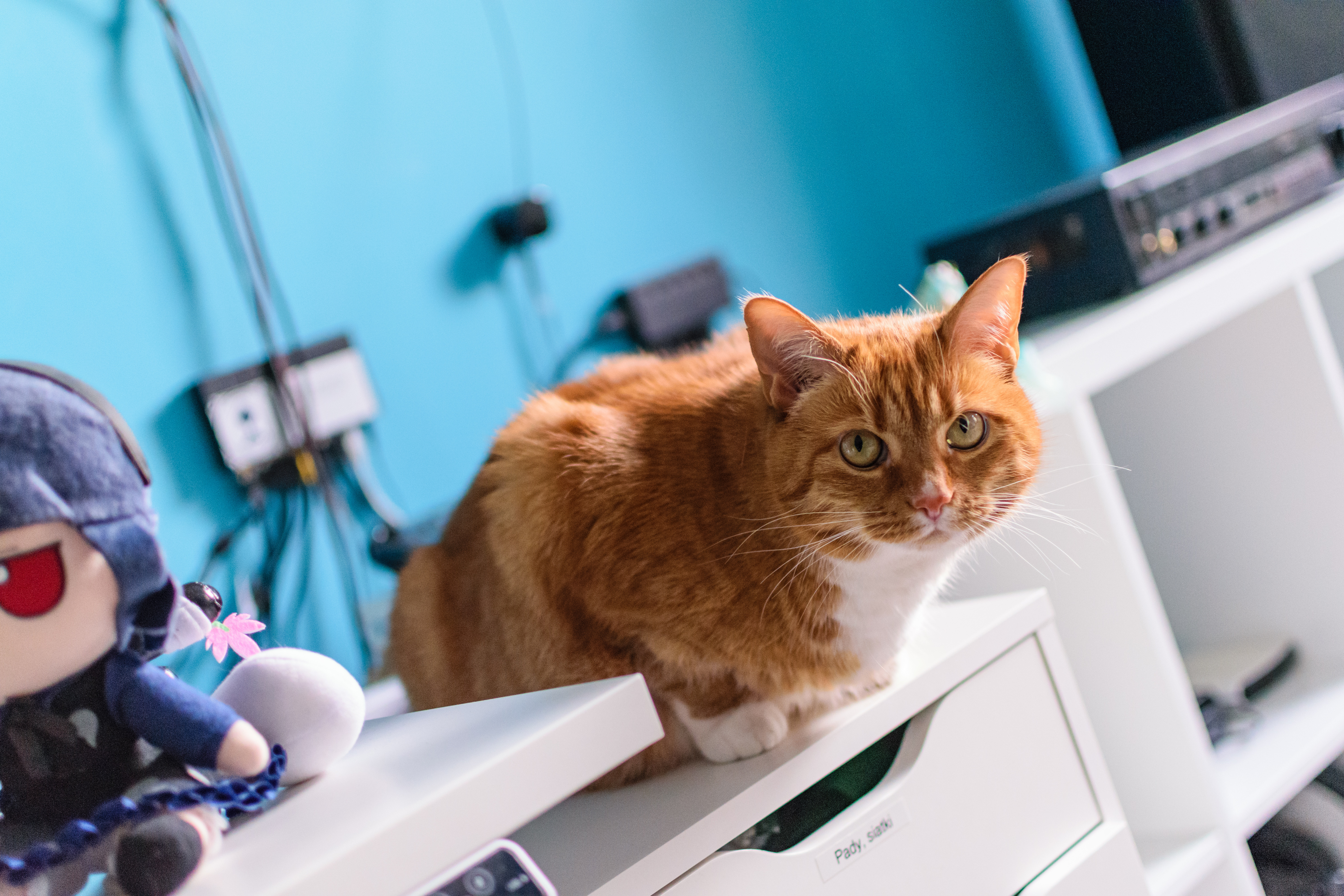 Orange cat looking into camera