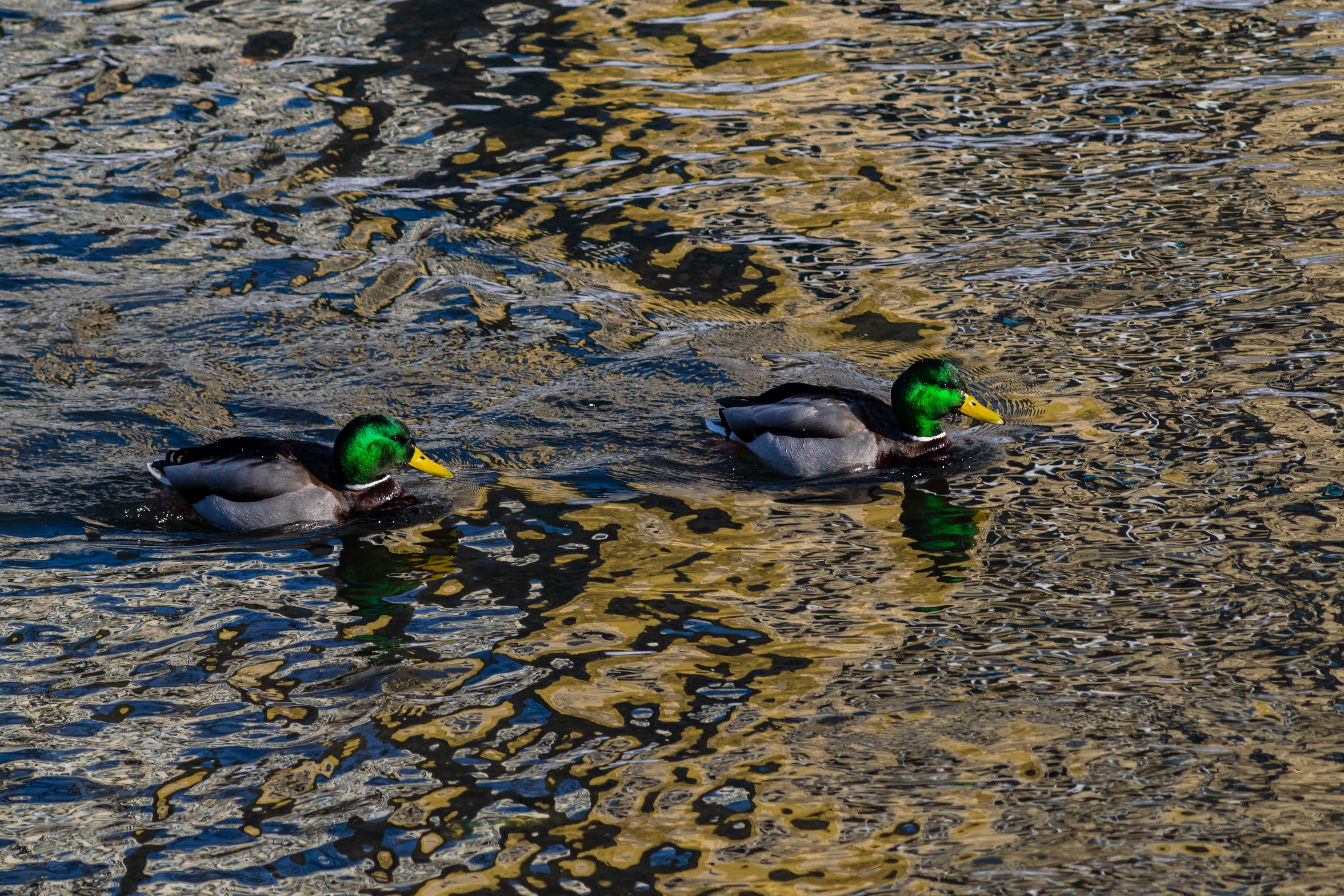 two ducks swimming in the river