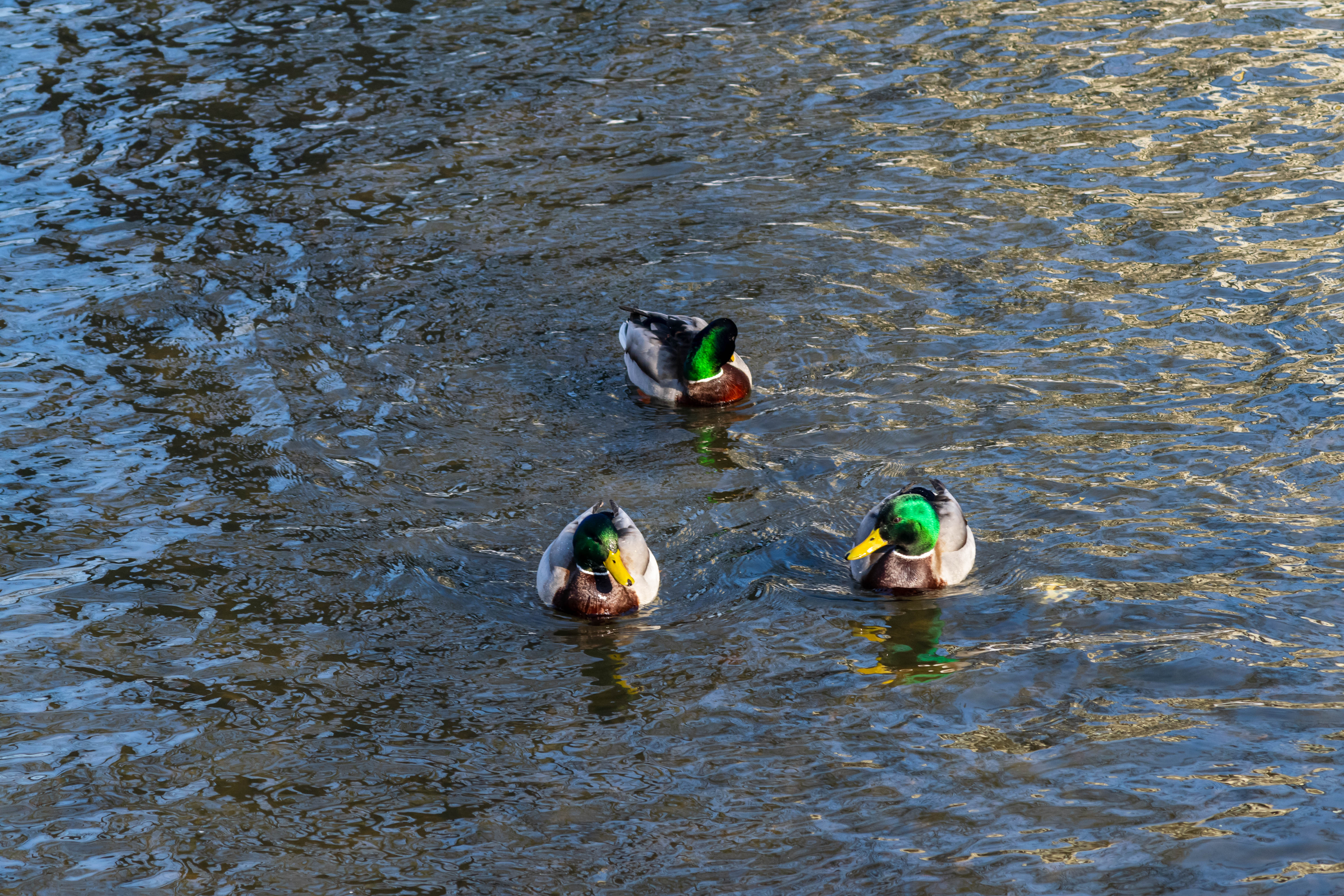 three ducks swimming in the river