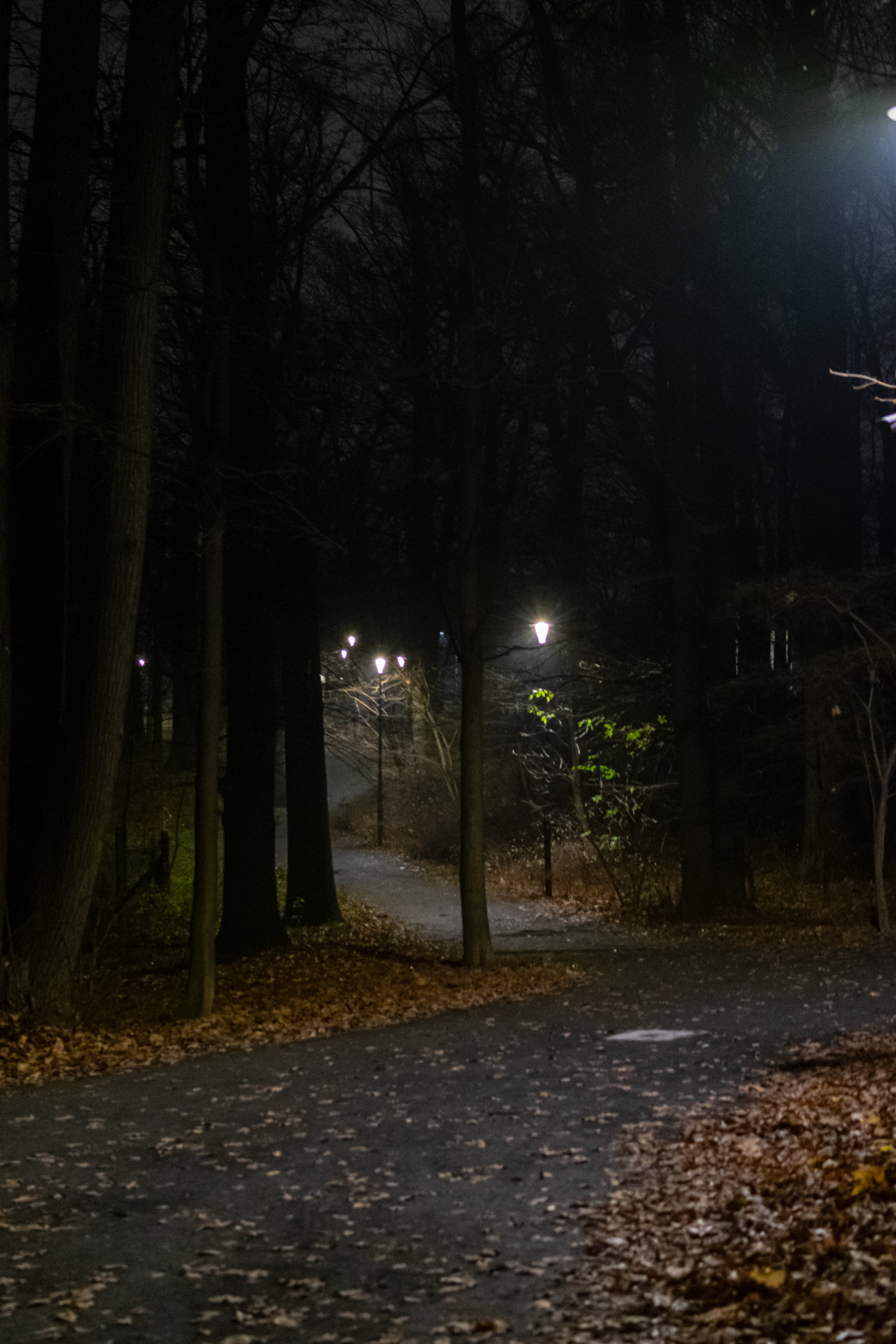 walking path illuminated by lights, full of autumn leaves