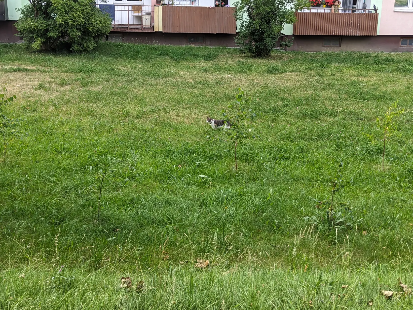 cat walking in grass