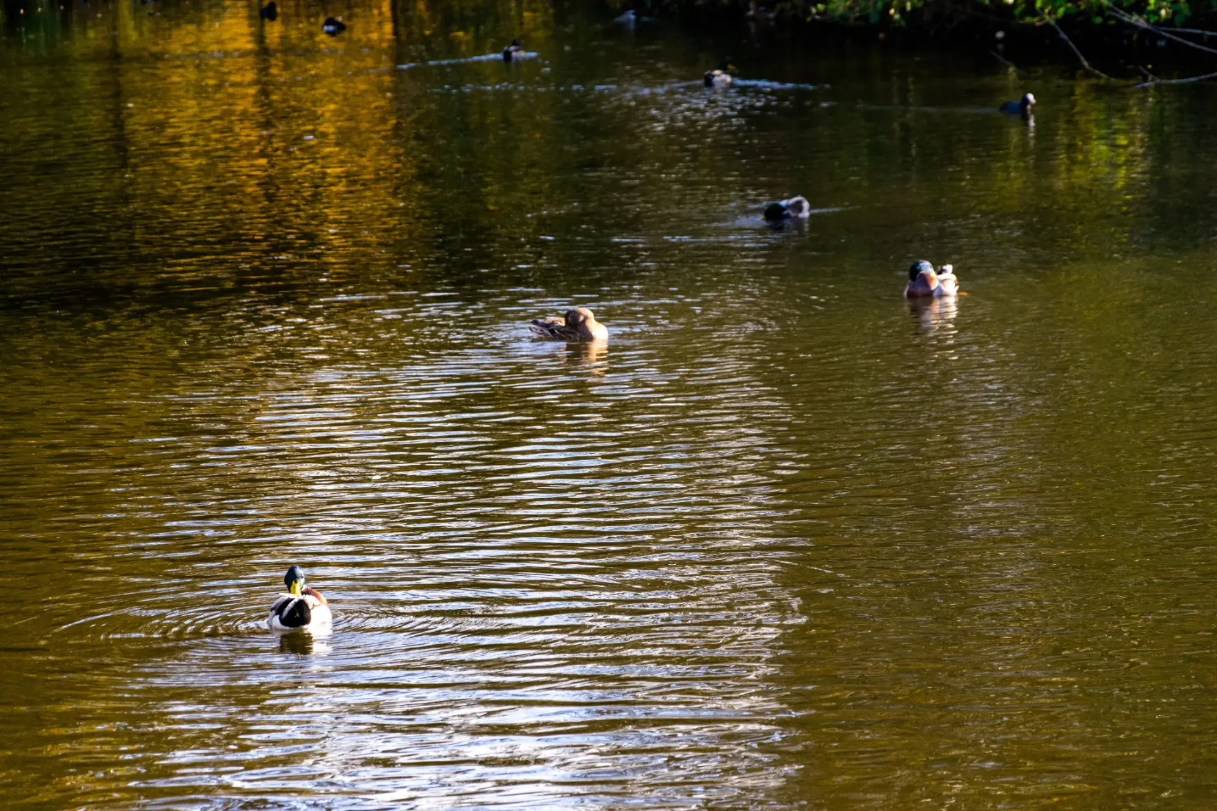 ducks in a canal/river thing