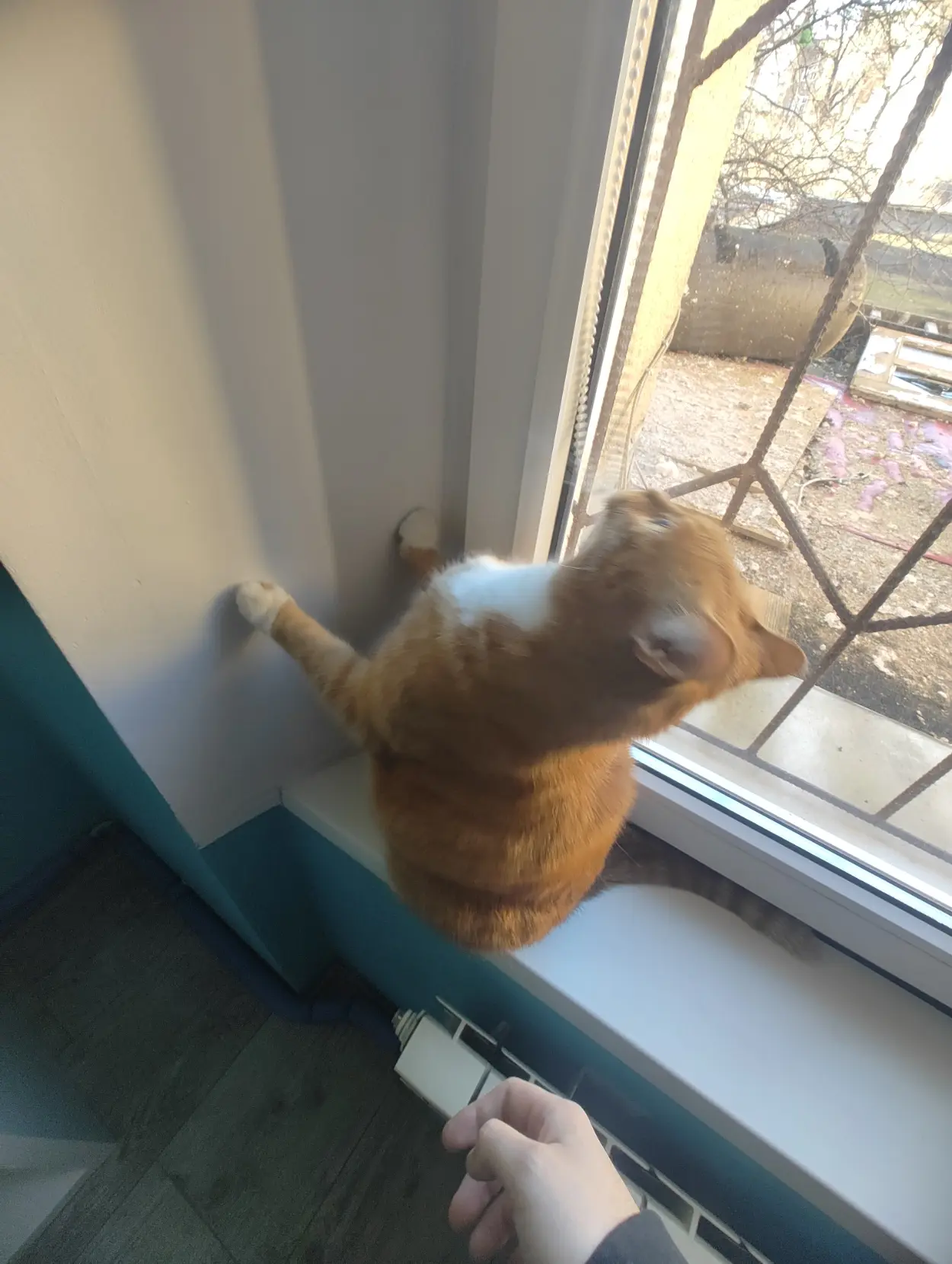 orange cat standing up and still having something to do with the window blind thing