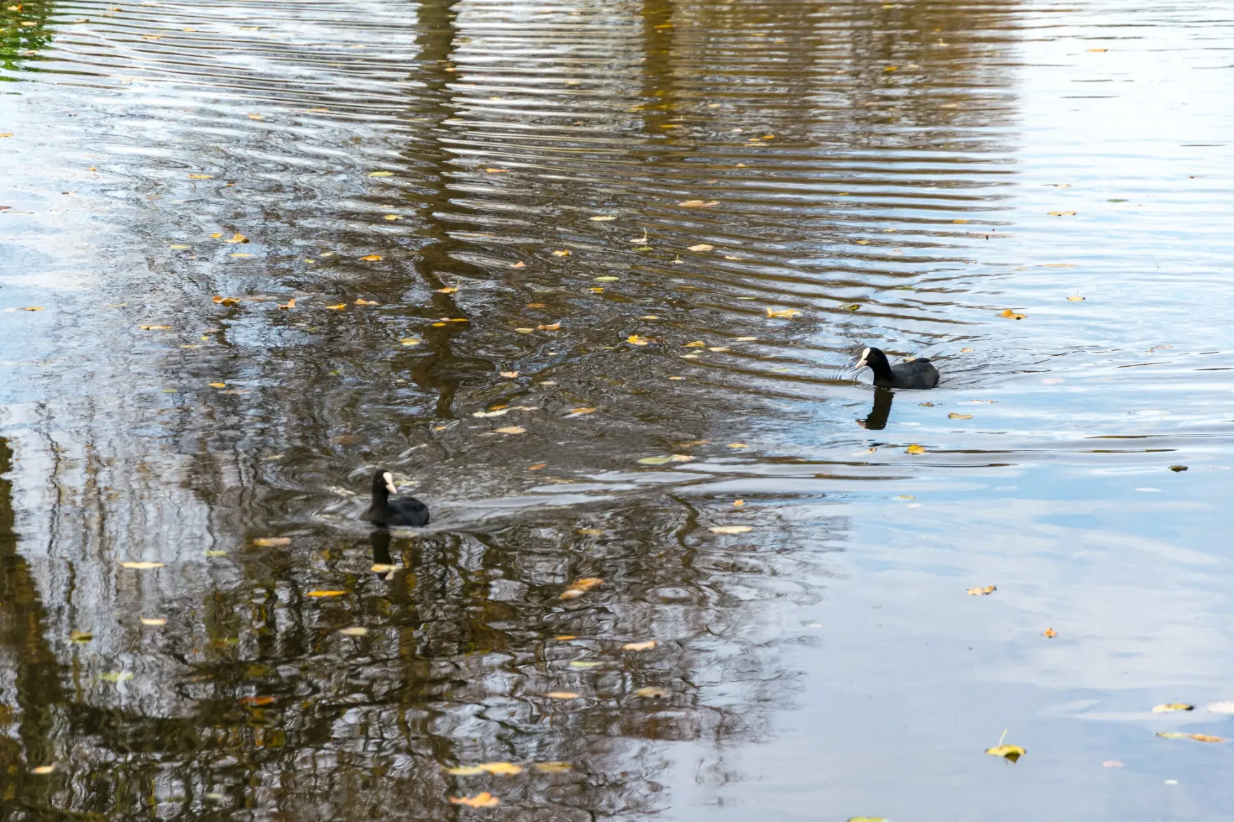 ducks in a pond