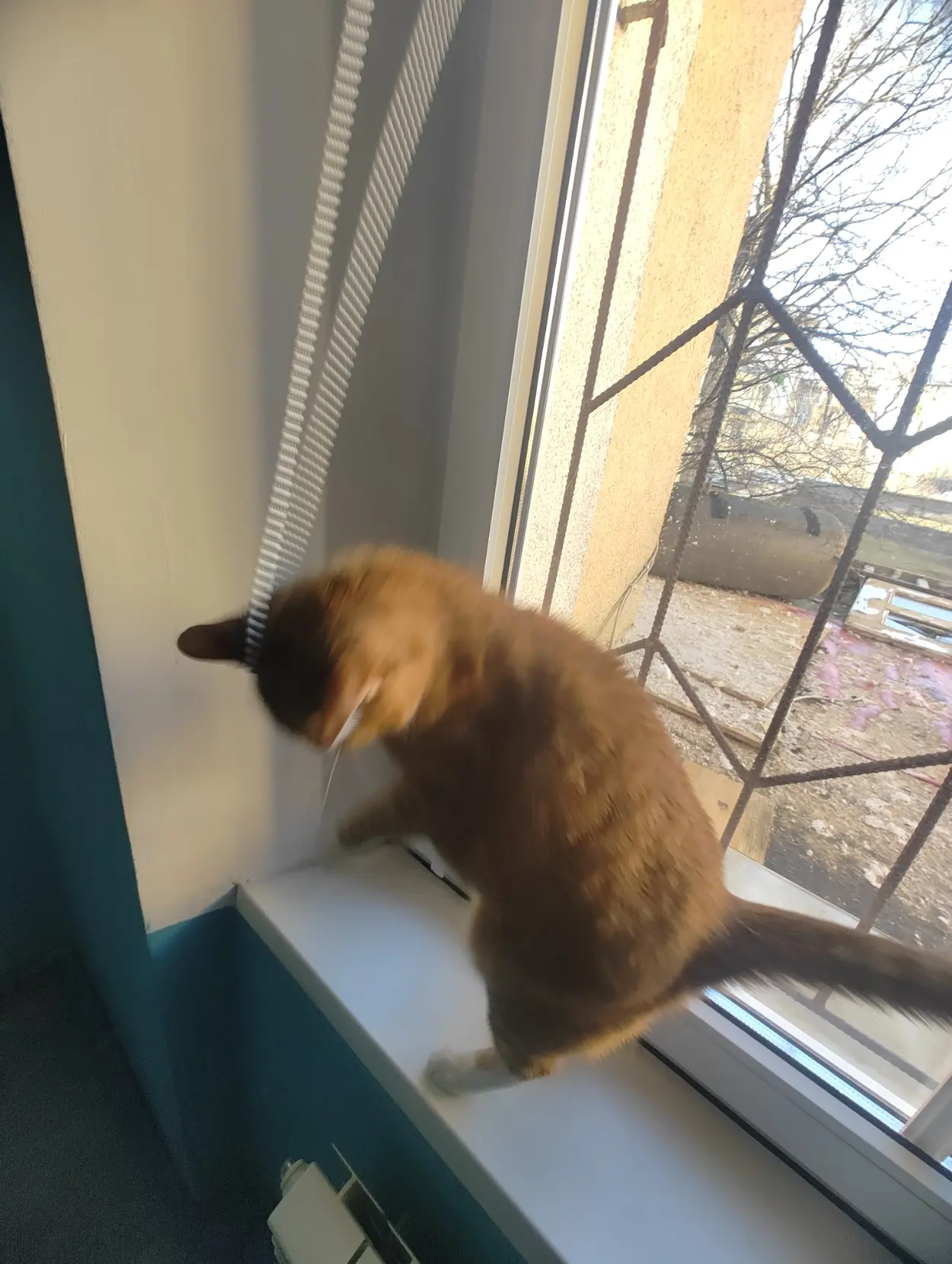 orange cat having fun with window blind thing