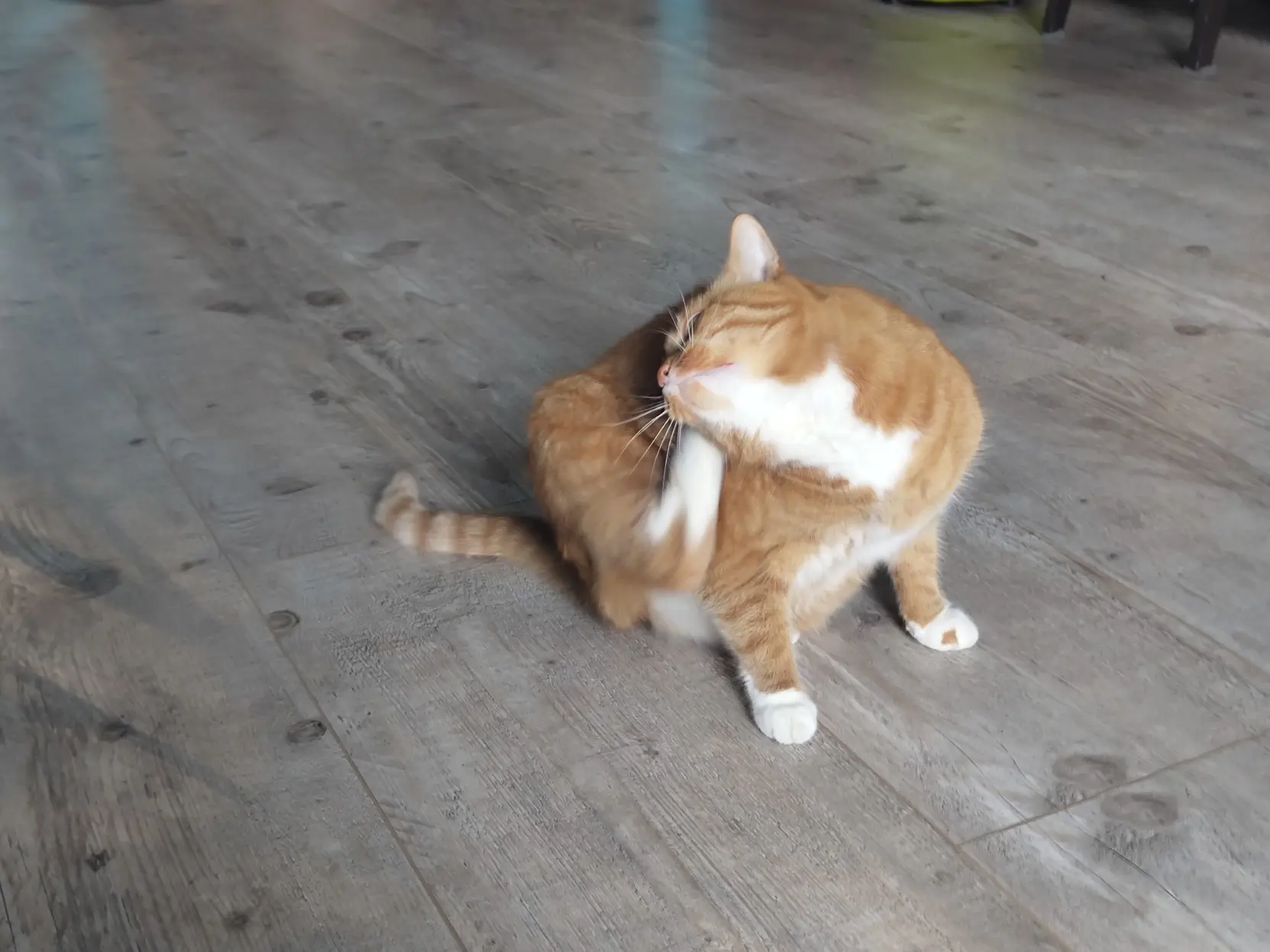 orange cat scratching herself