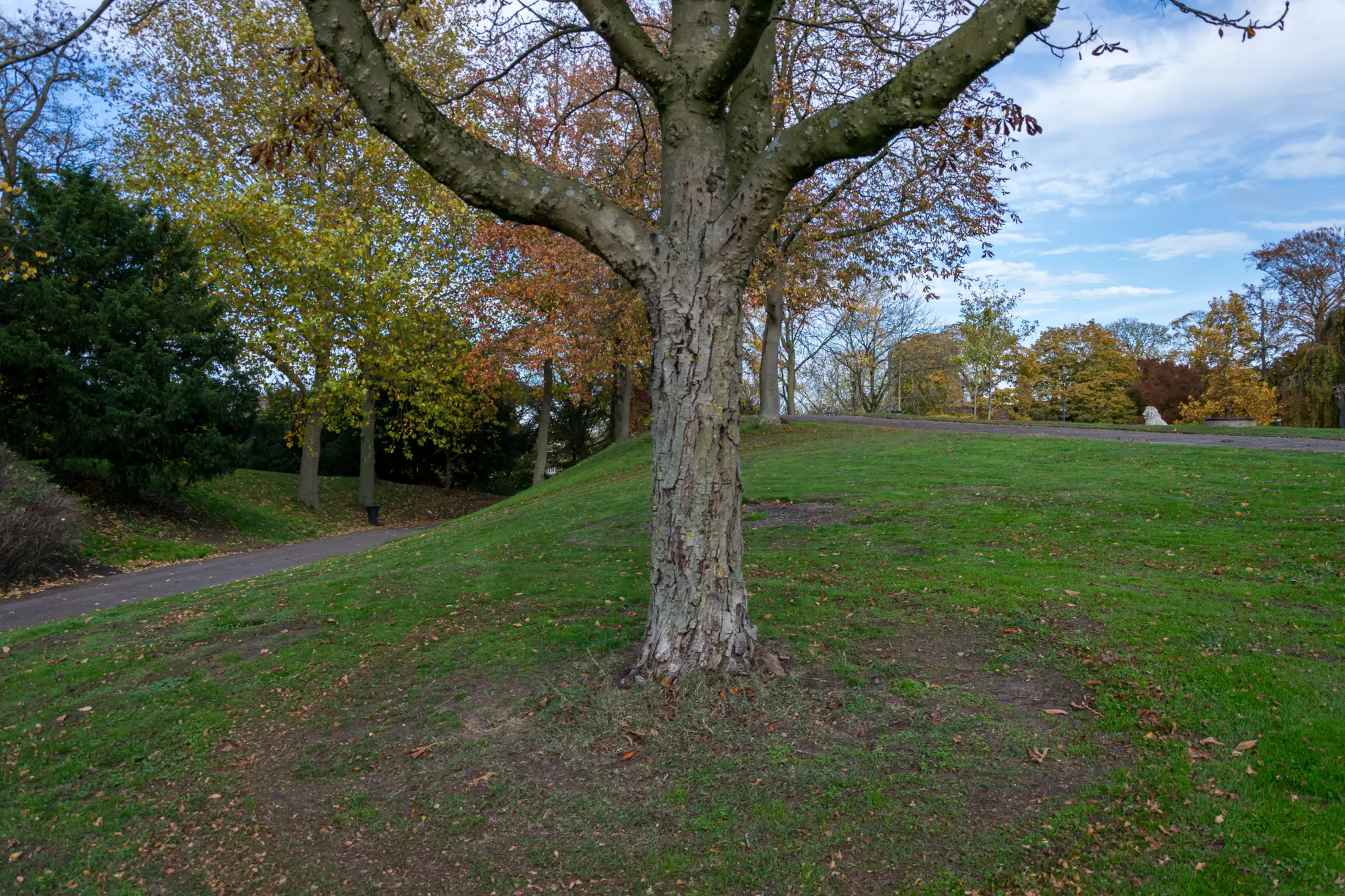 Serpentine with a tree in a middle