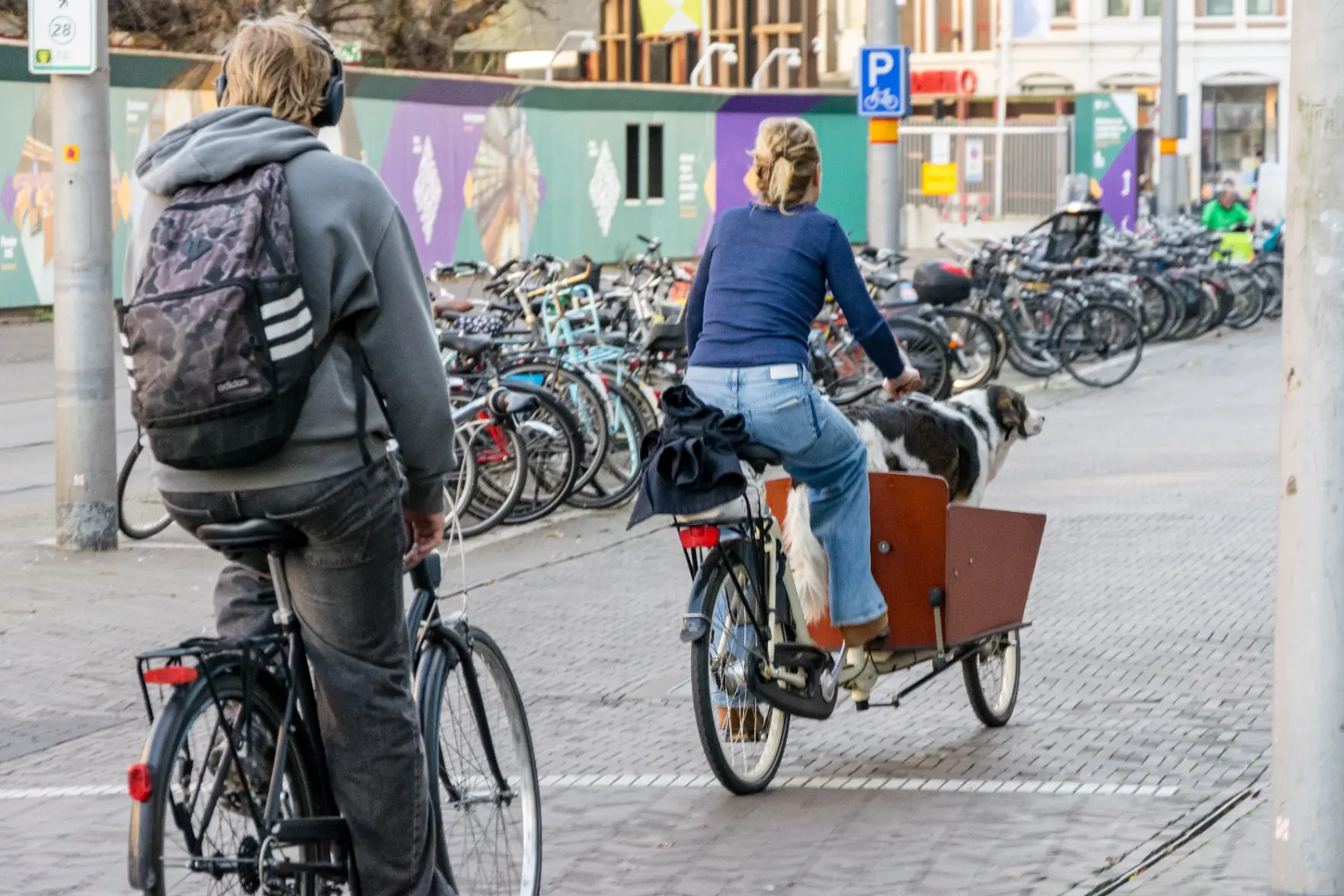 big dog in a cargo bike