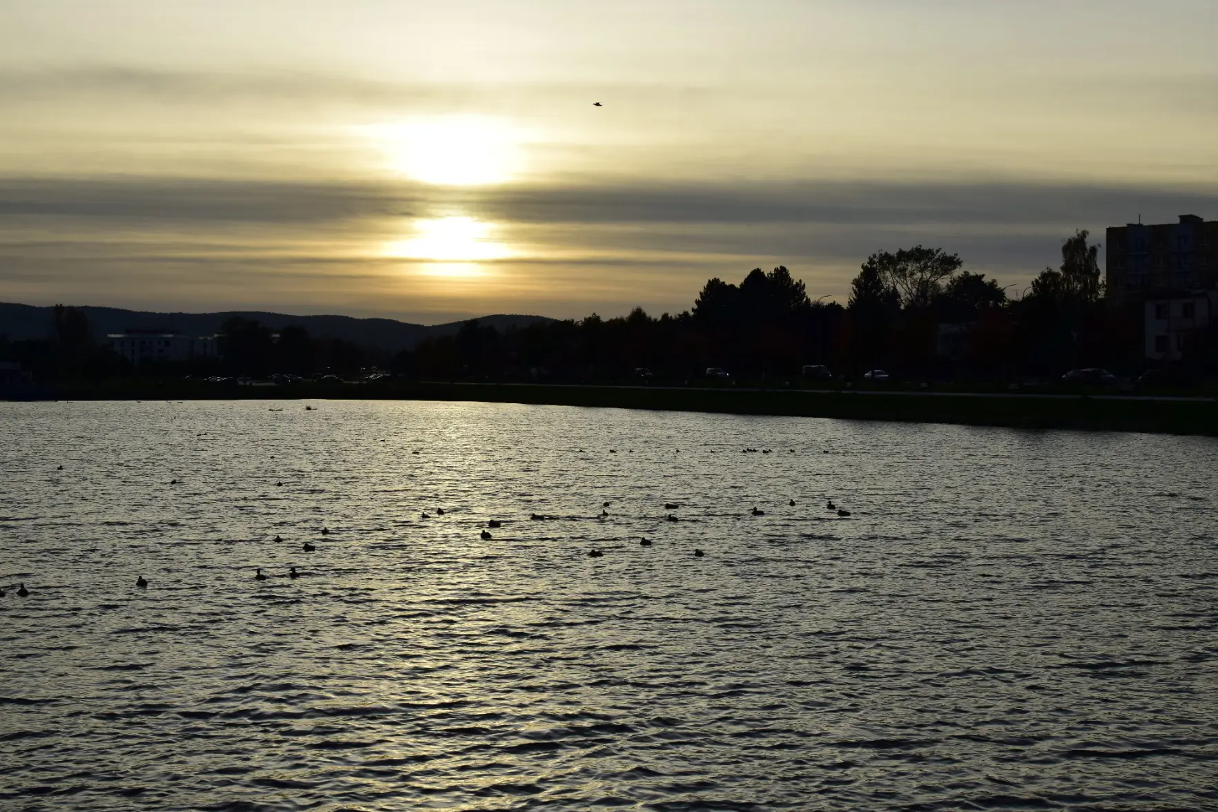 ducks in a lake, with a setting sun in the background
