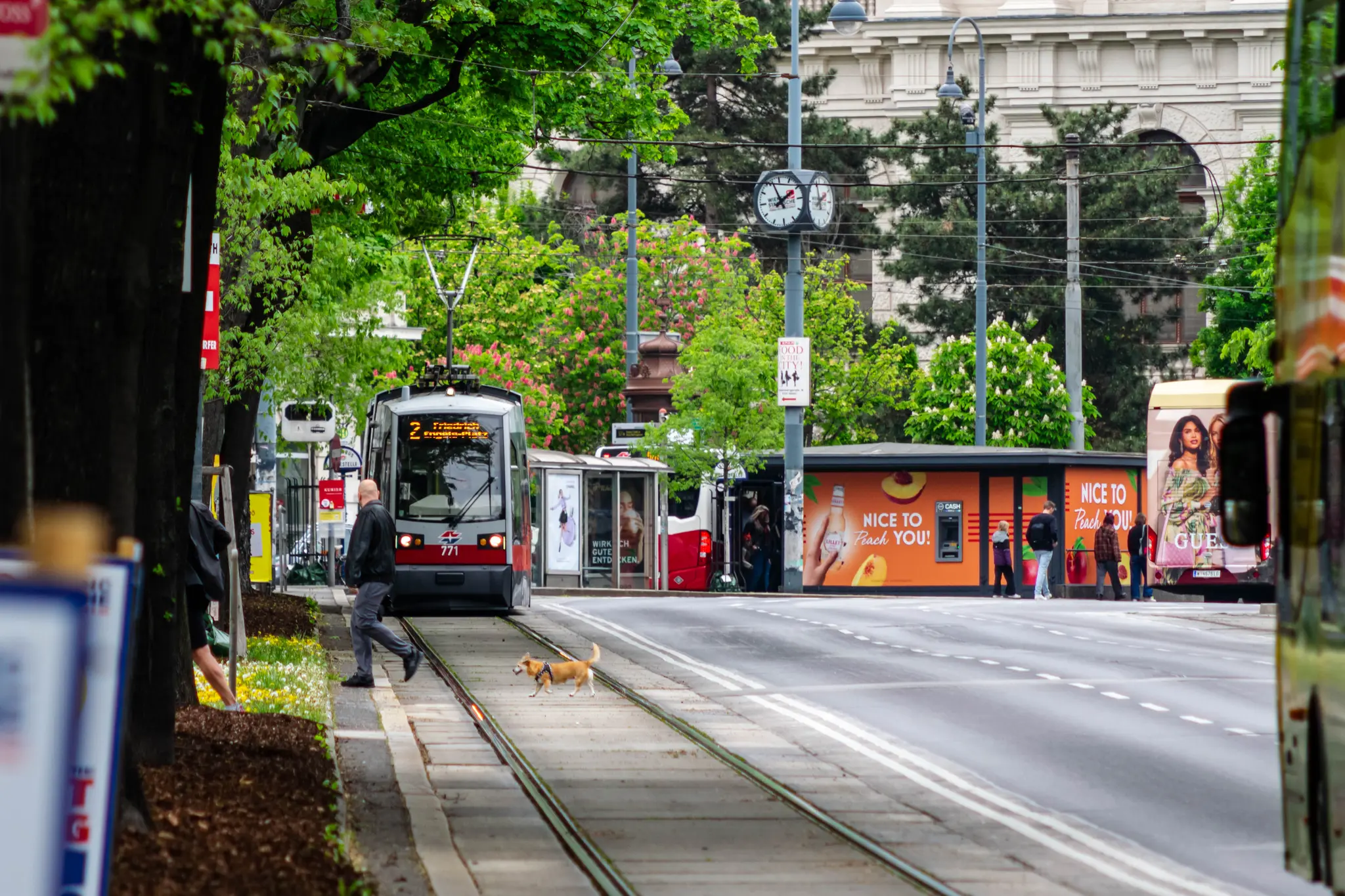 another ULF tram but on line 2 and there's a person with a dog crossing the street before the tram