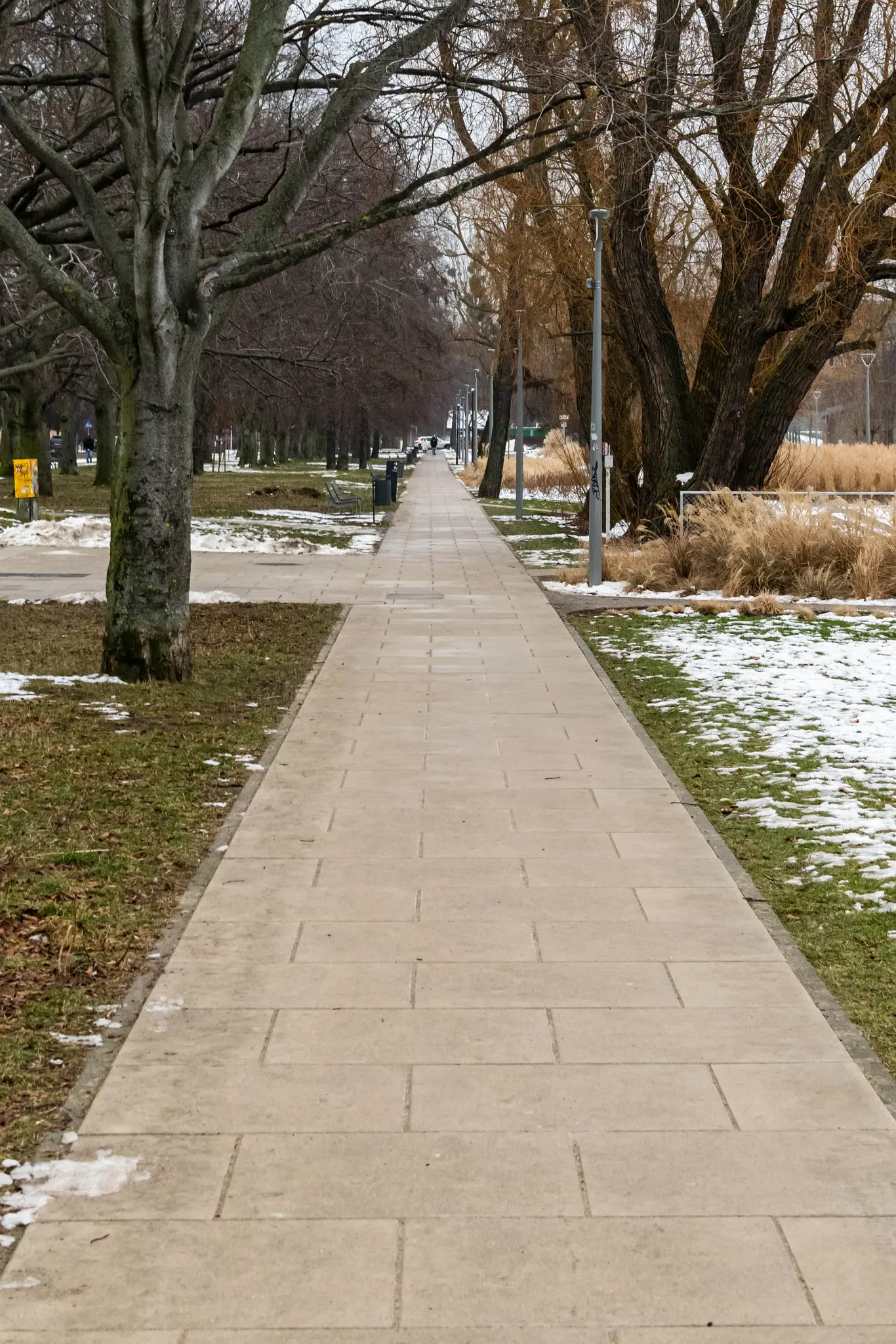 sidewalk surrounded by trees and benches