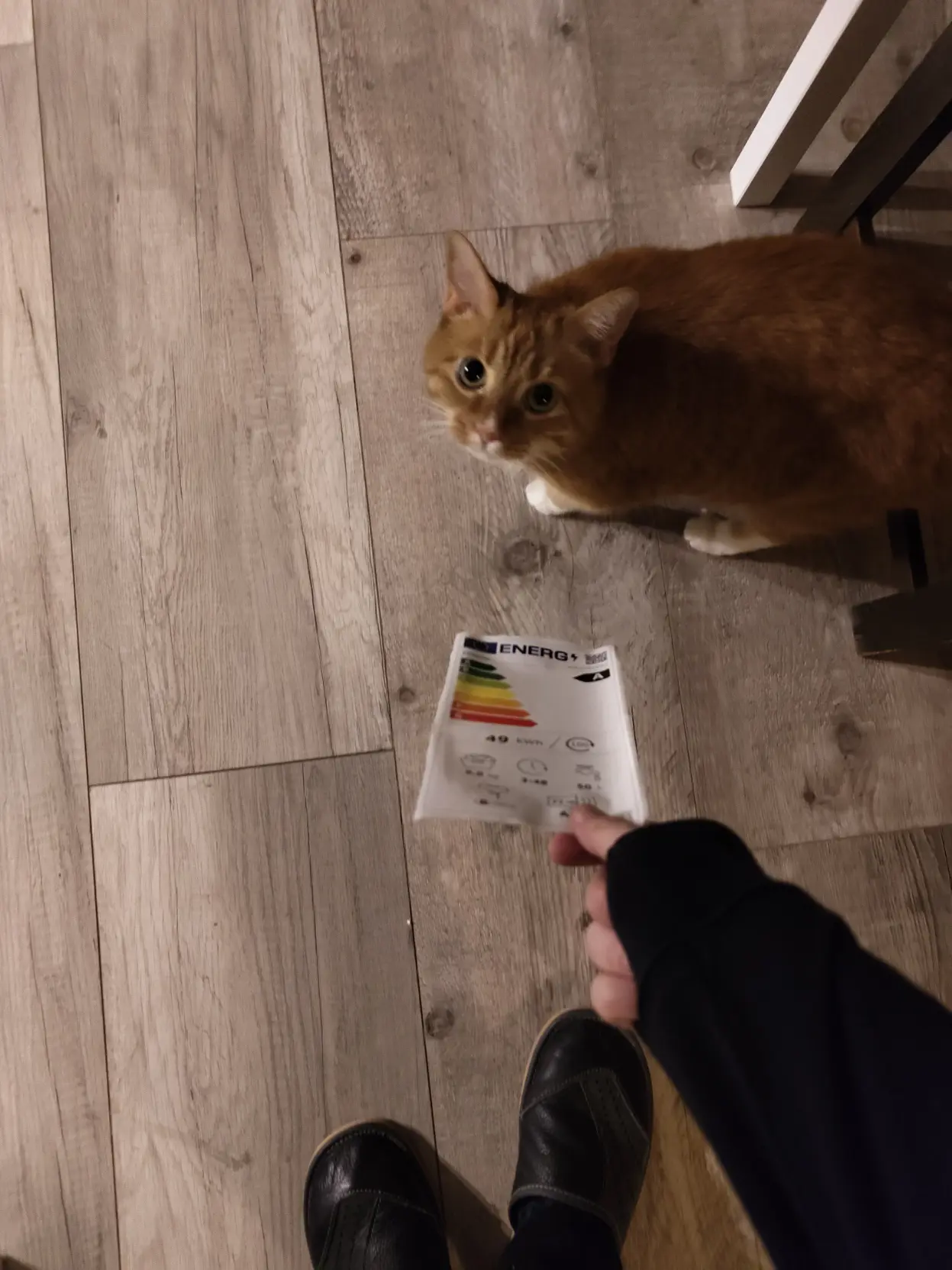 me giving my cat the said card, but she's looking like me like at a dumbass